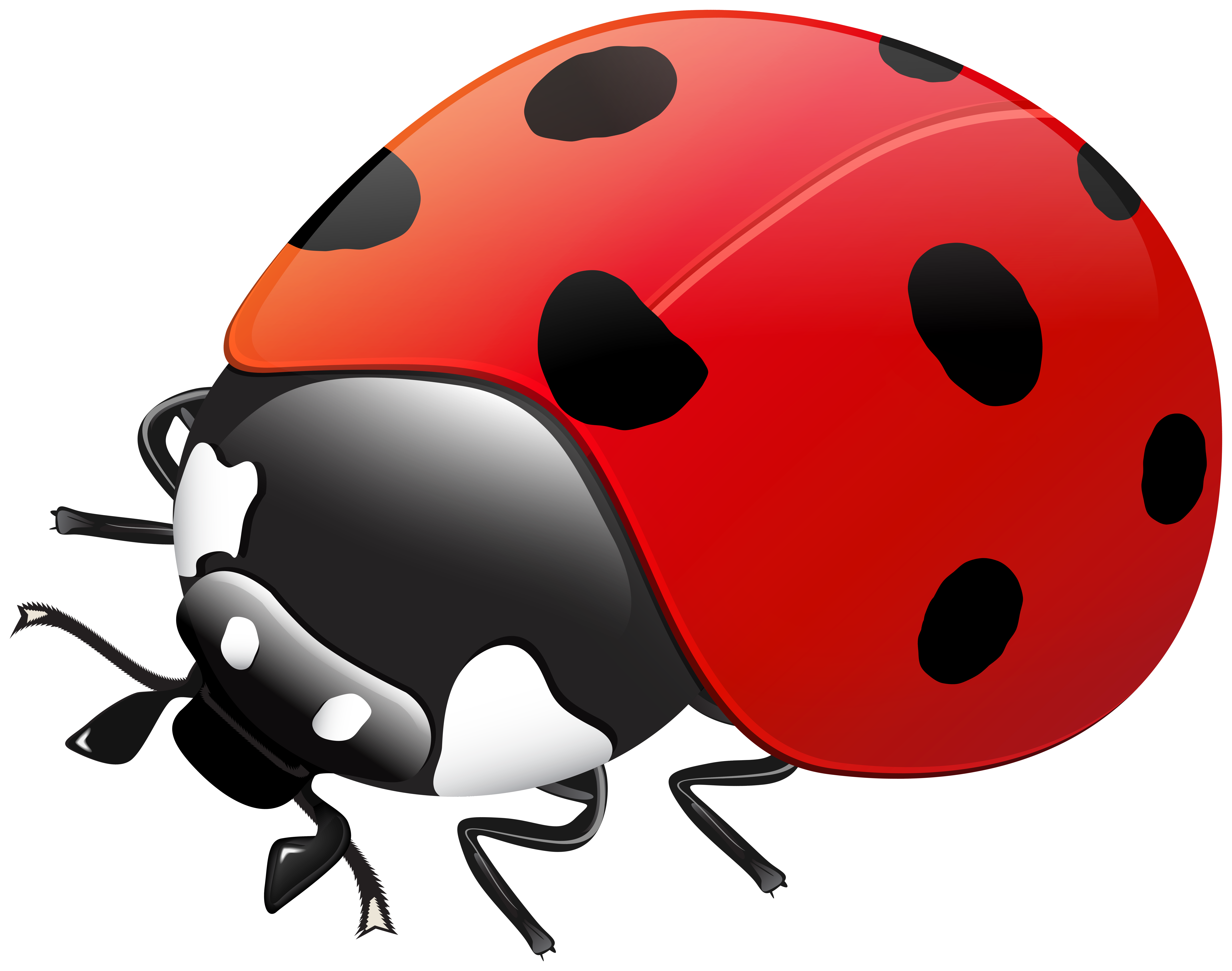 Ladybug Transparent Image Gallery Yopriceville High Quality Images And Transparent Png Free Clipart