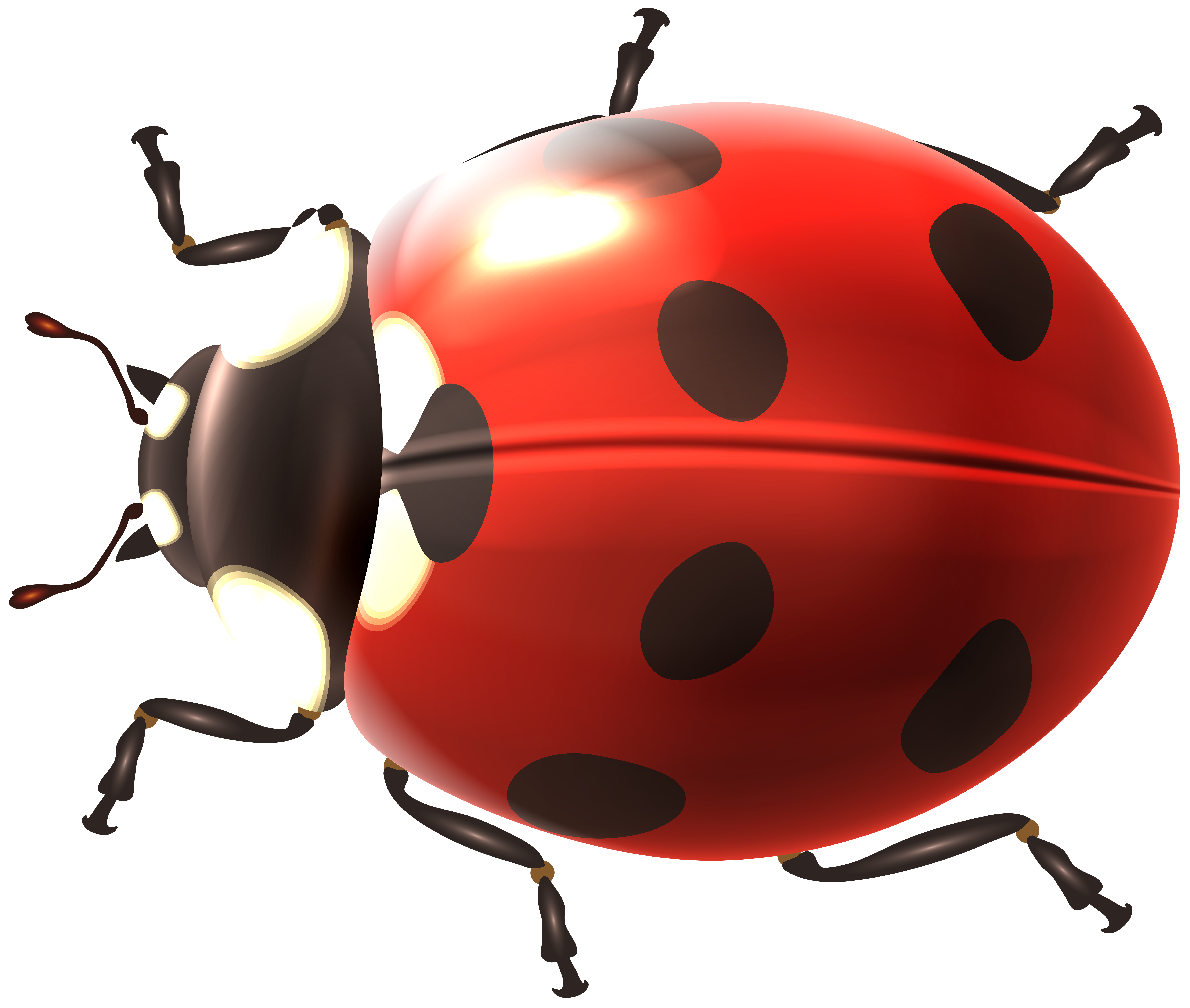 Ladybug Clip Art Image​  Gallery Yopriceville - High-Quality Free