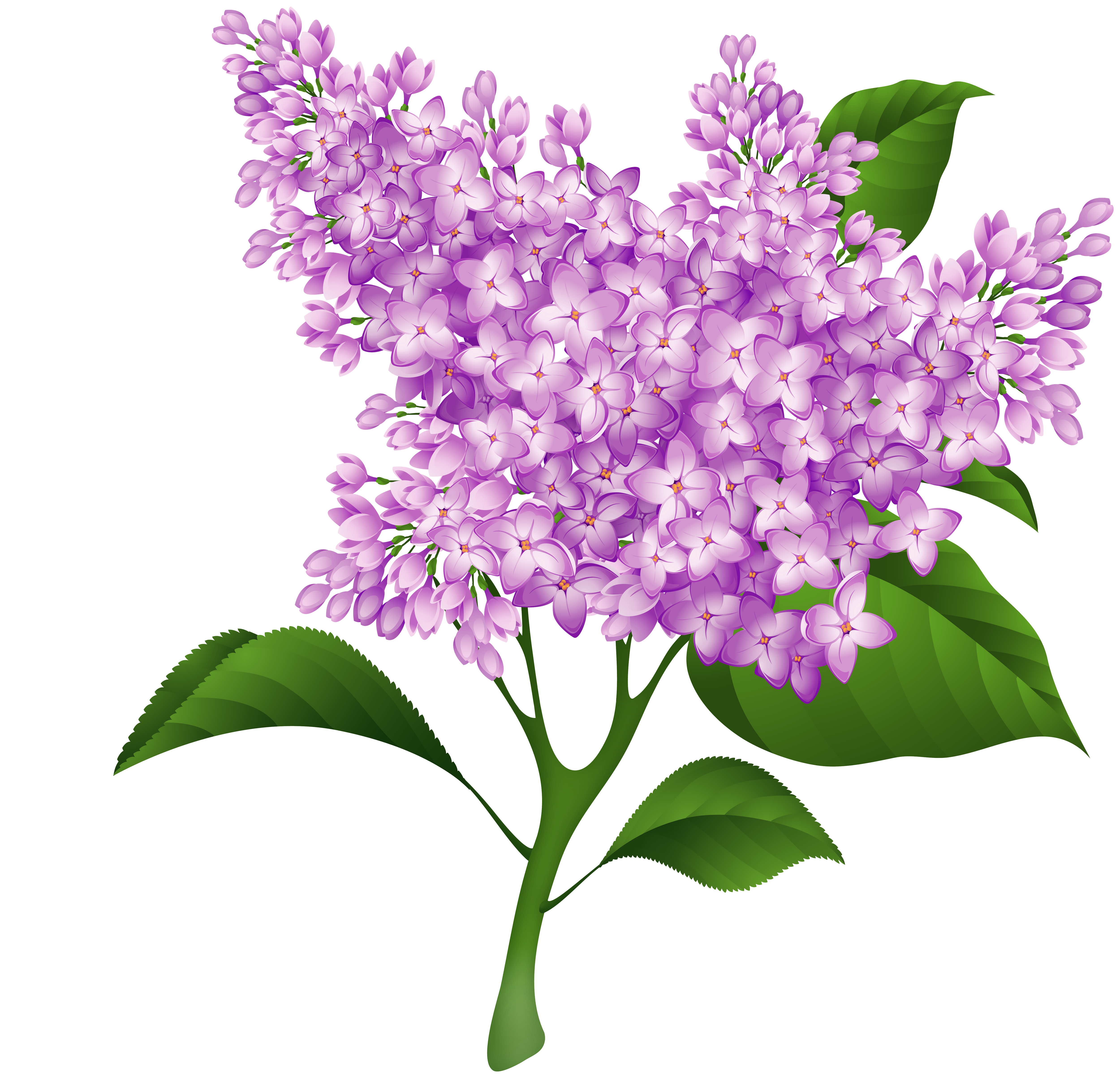 clear lilac