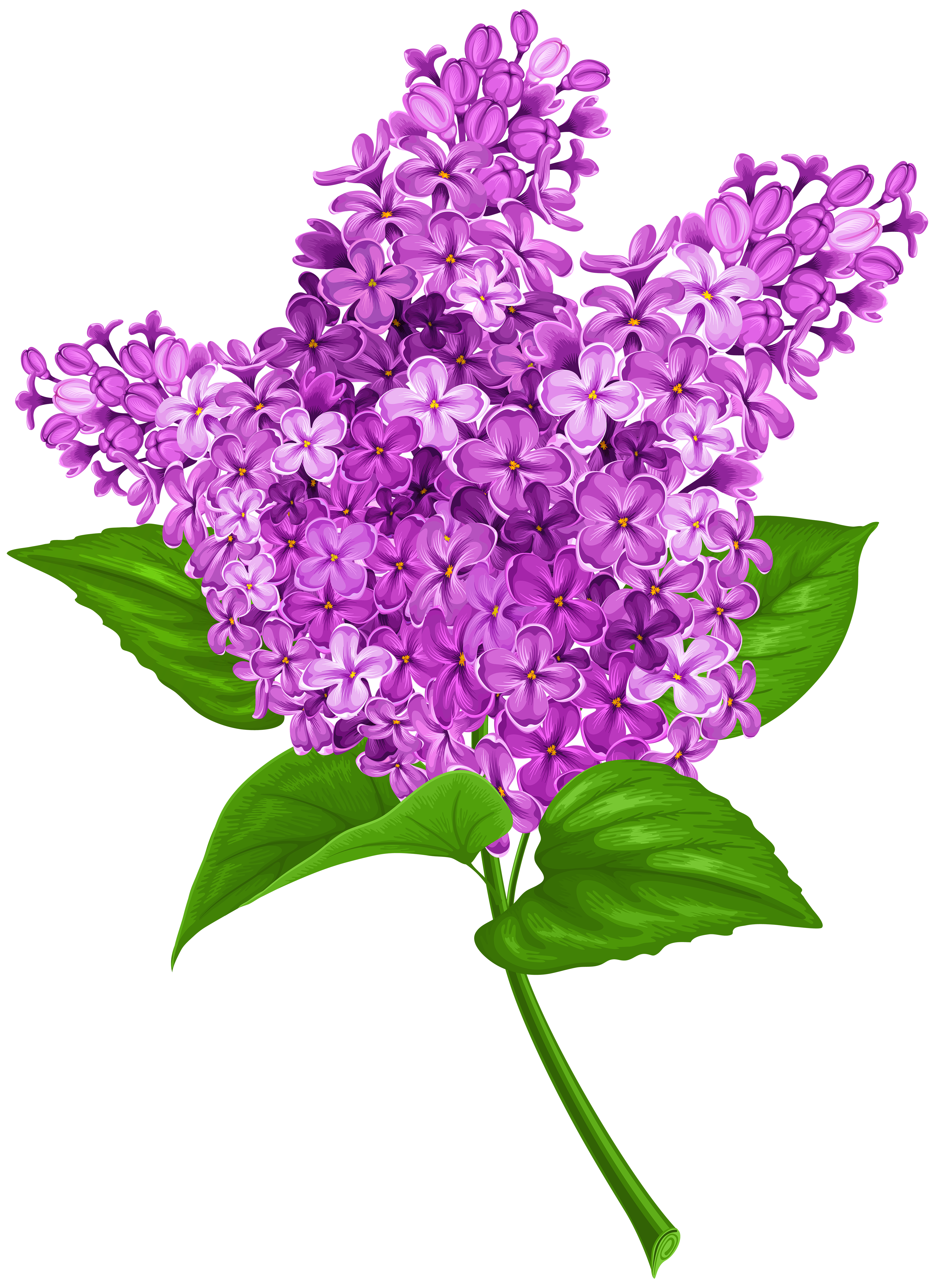 clear lilac