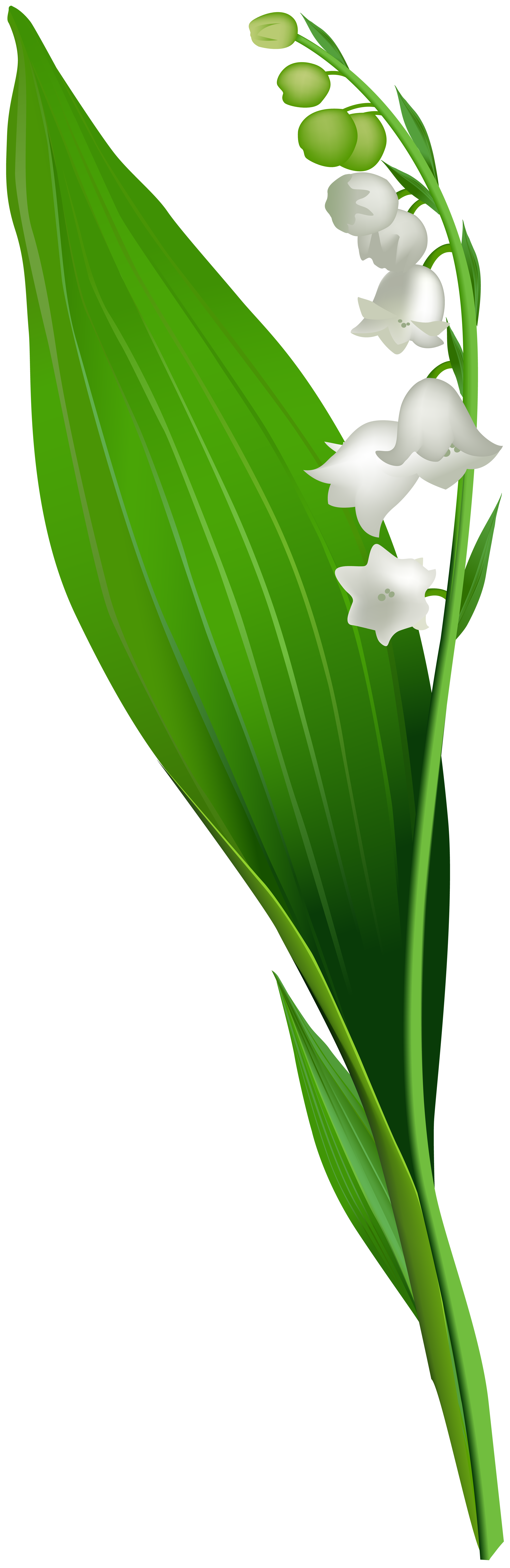 Lily Of The Valley Flower Drawing PNG, Clipart, Cut Flowers, Digital ...