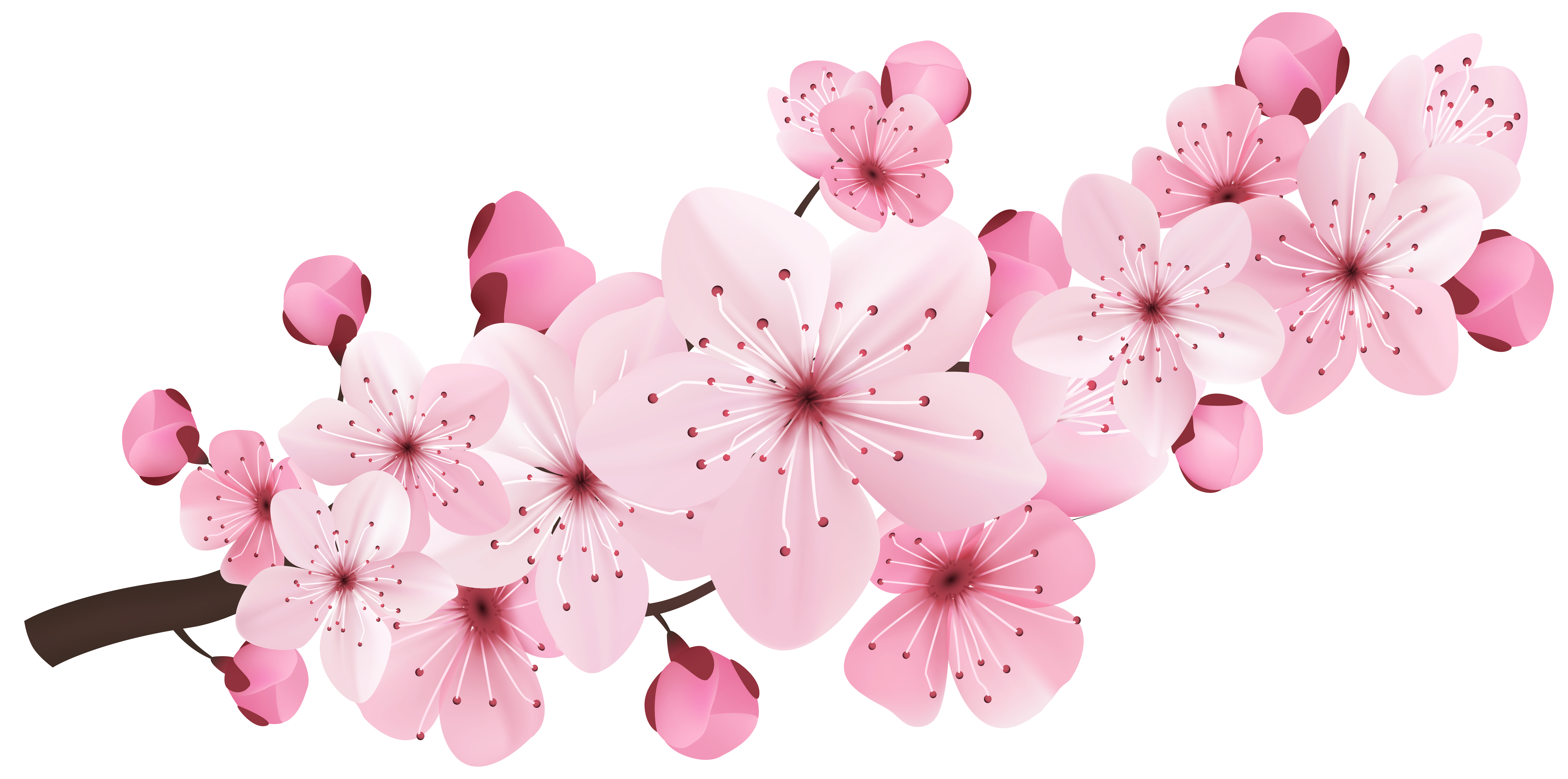 Spring Flowers Background​  Gallery Yopriceville - High-Quality Free Images  and Transparent PNG Clipart