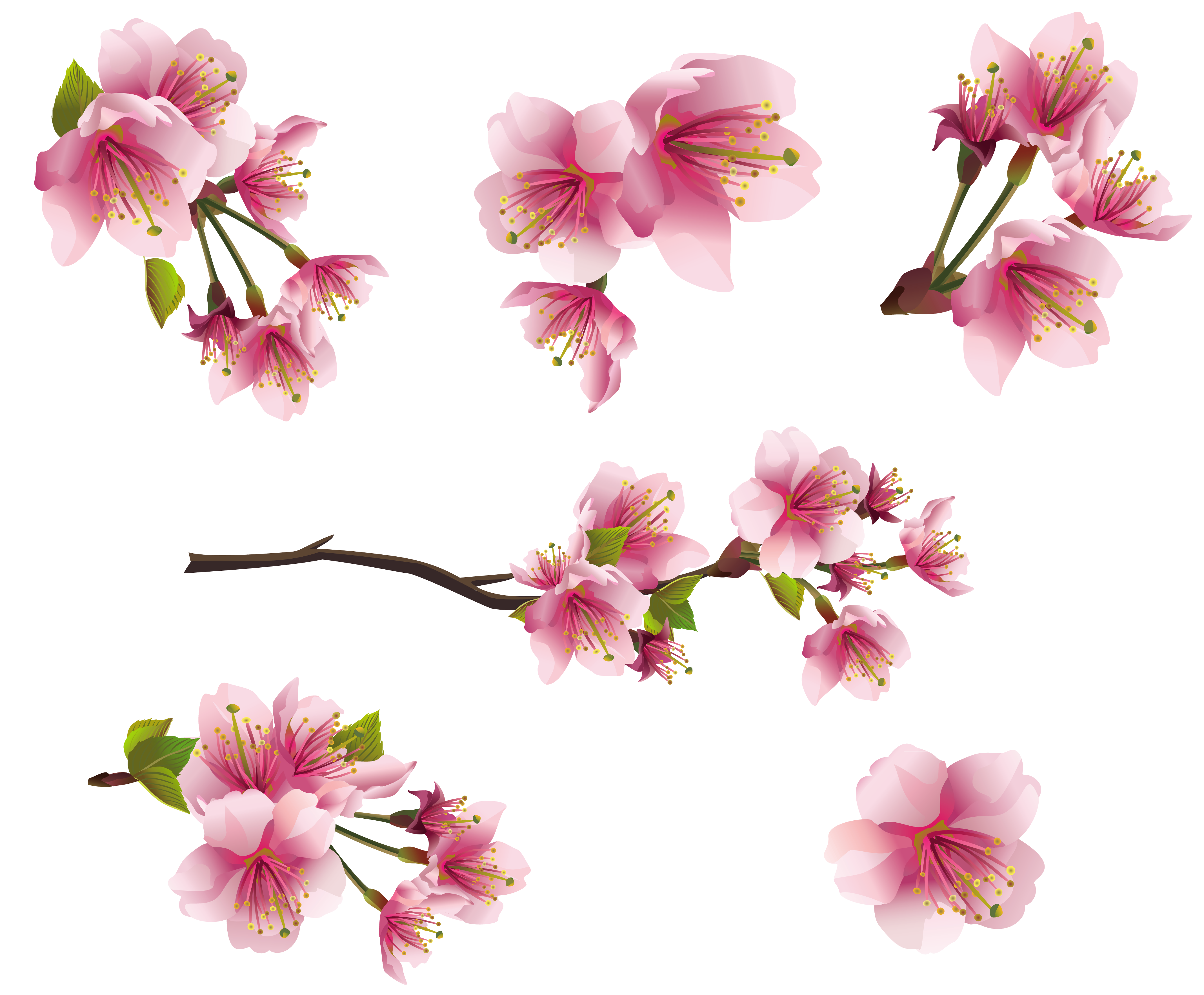 Pink Spring Branch Elements PNG Clipart Picture | Gallery Yopriceville