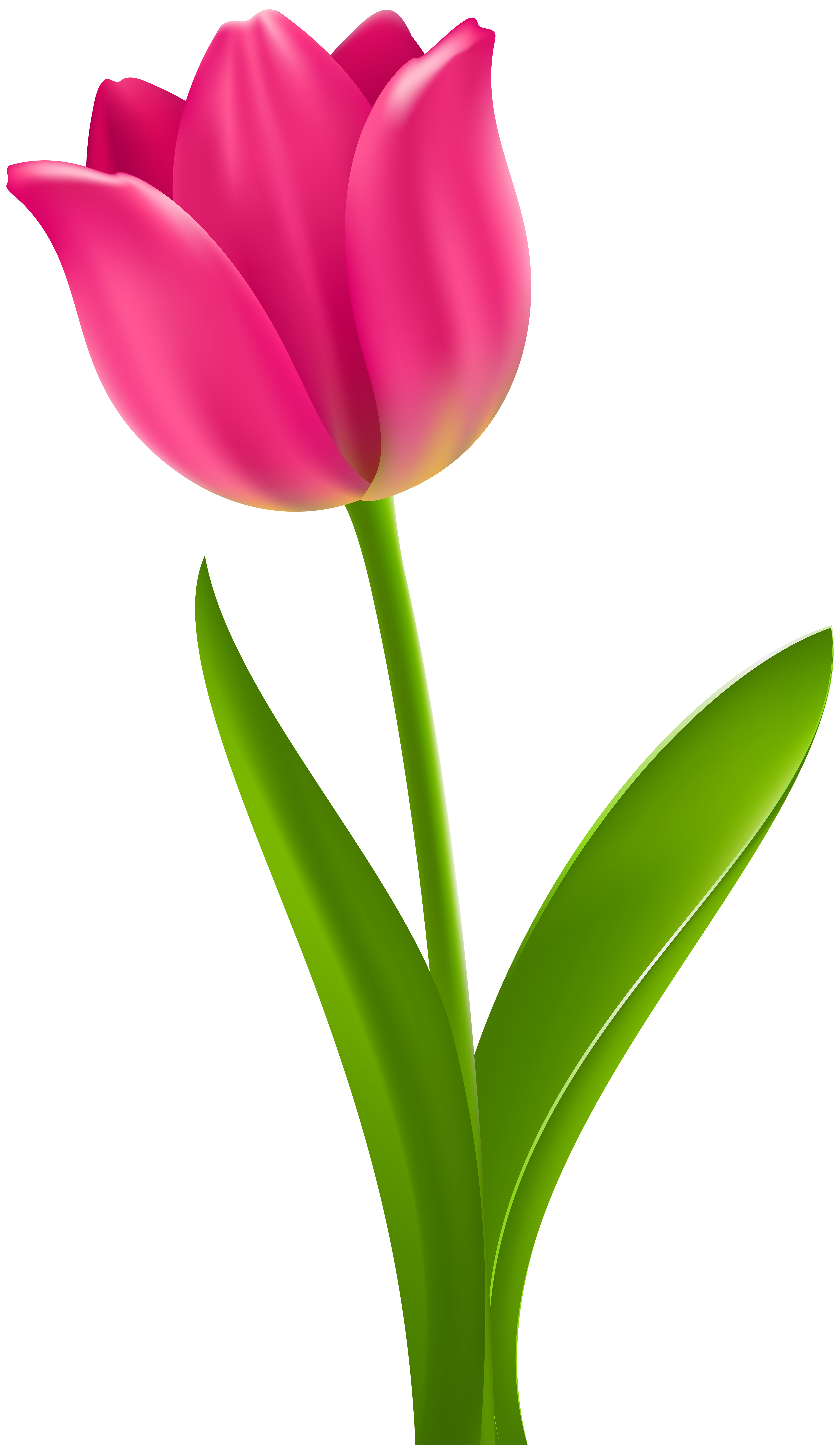 pink tulip transparent clip