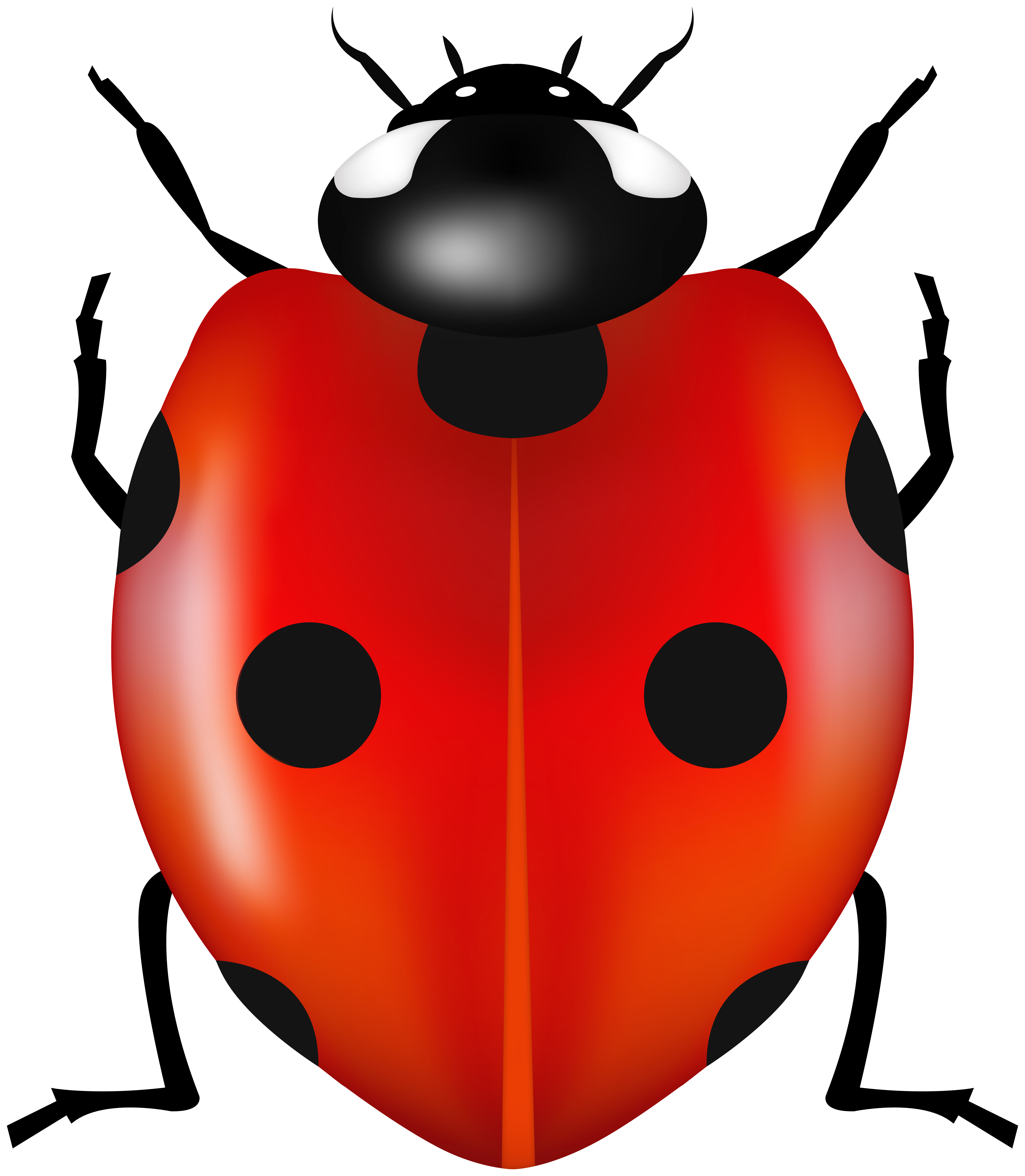 Ladybug PNGs for Free Download