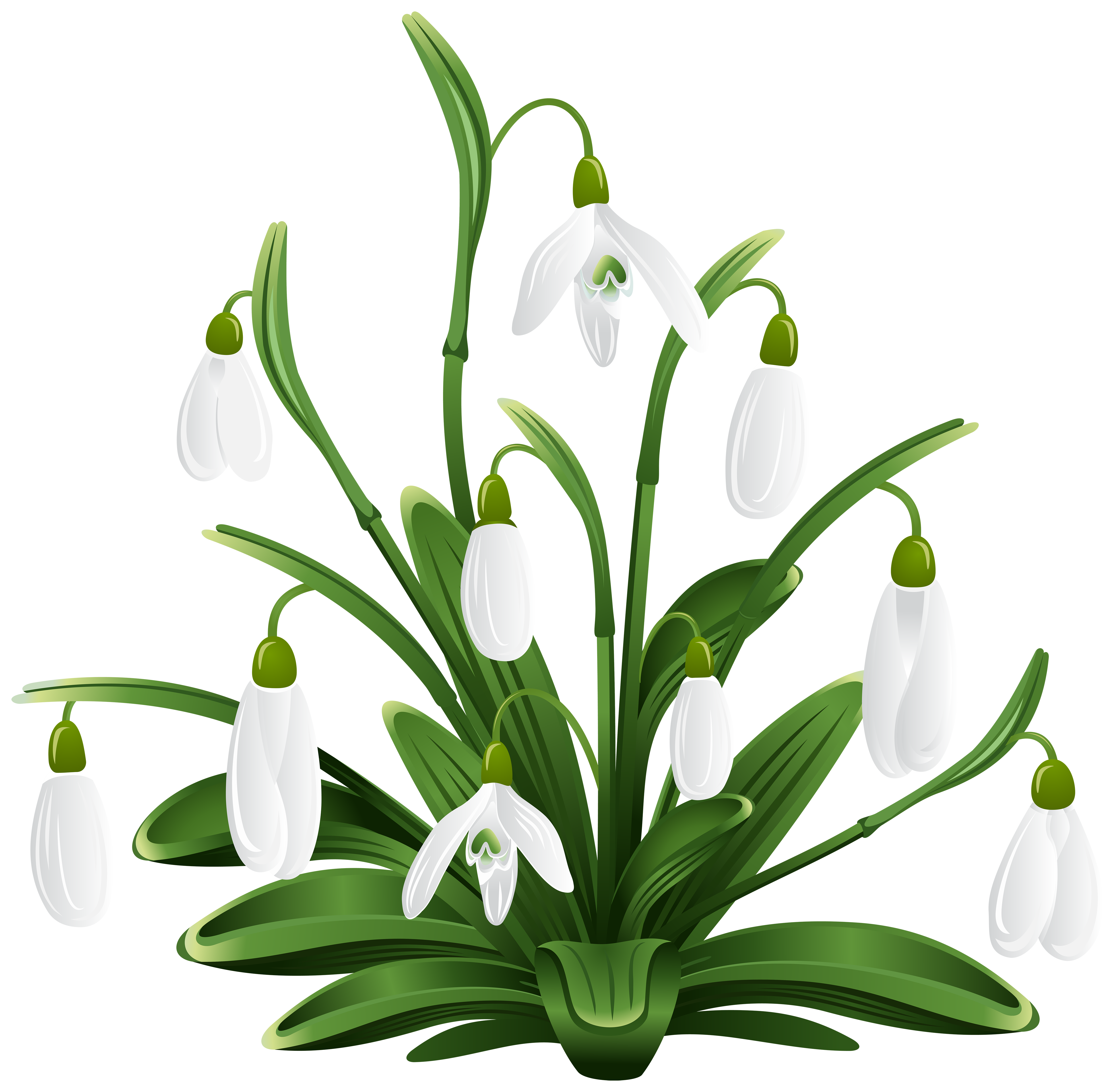 Snowdrops Transparent PNG Clip Art Image | Gallery ...