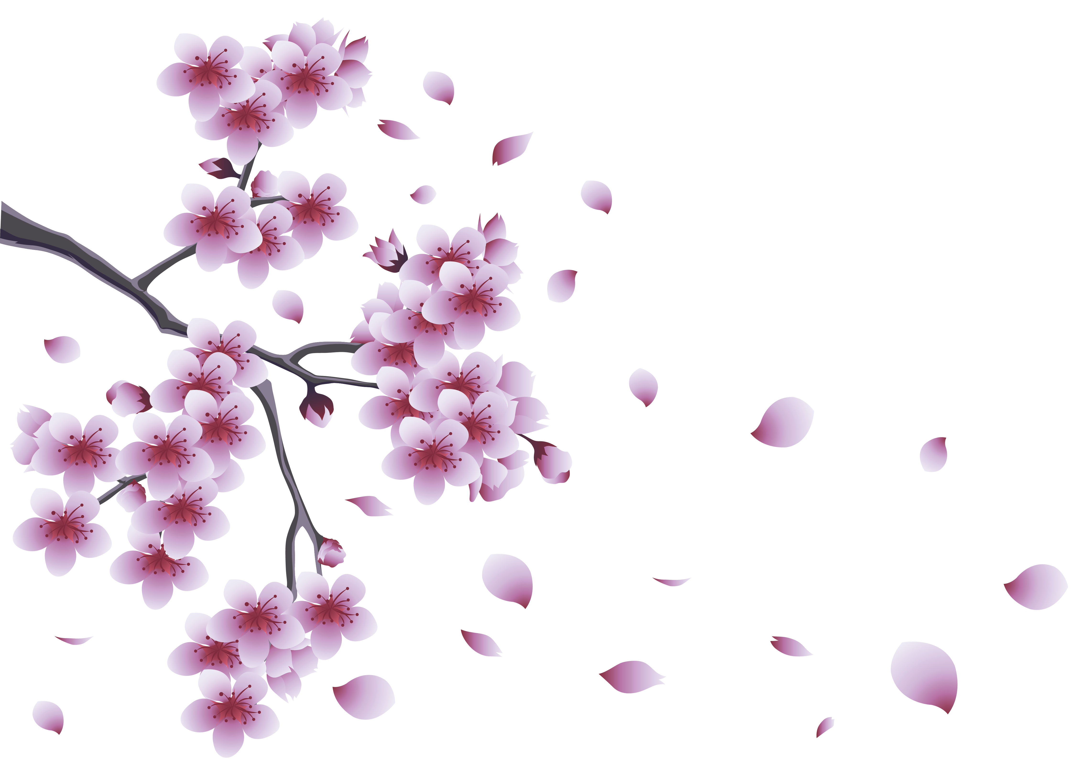 Cherry Blossom Petals Falling Png 2021   Spring Branch With Tree Flowers PNG Clipart 