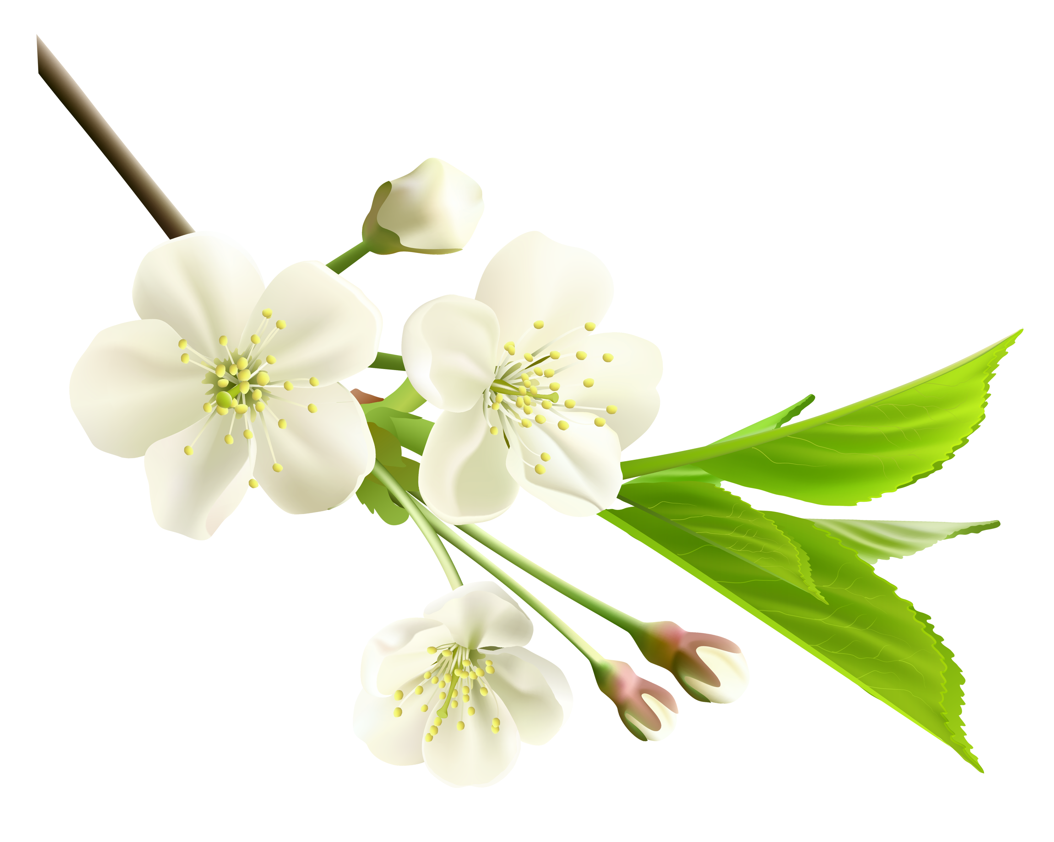 Spring Branch with White Tree Flowers PNG Clipart ...