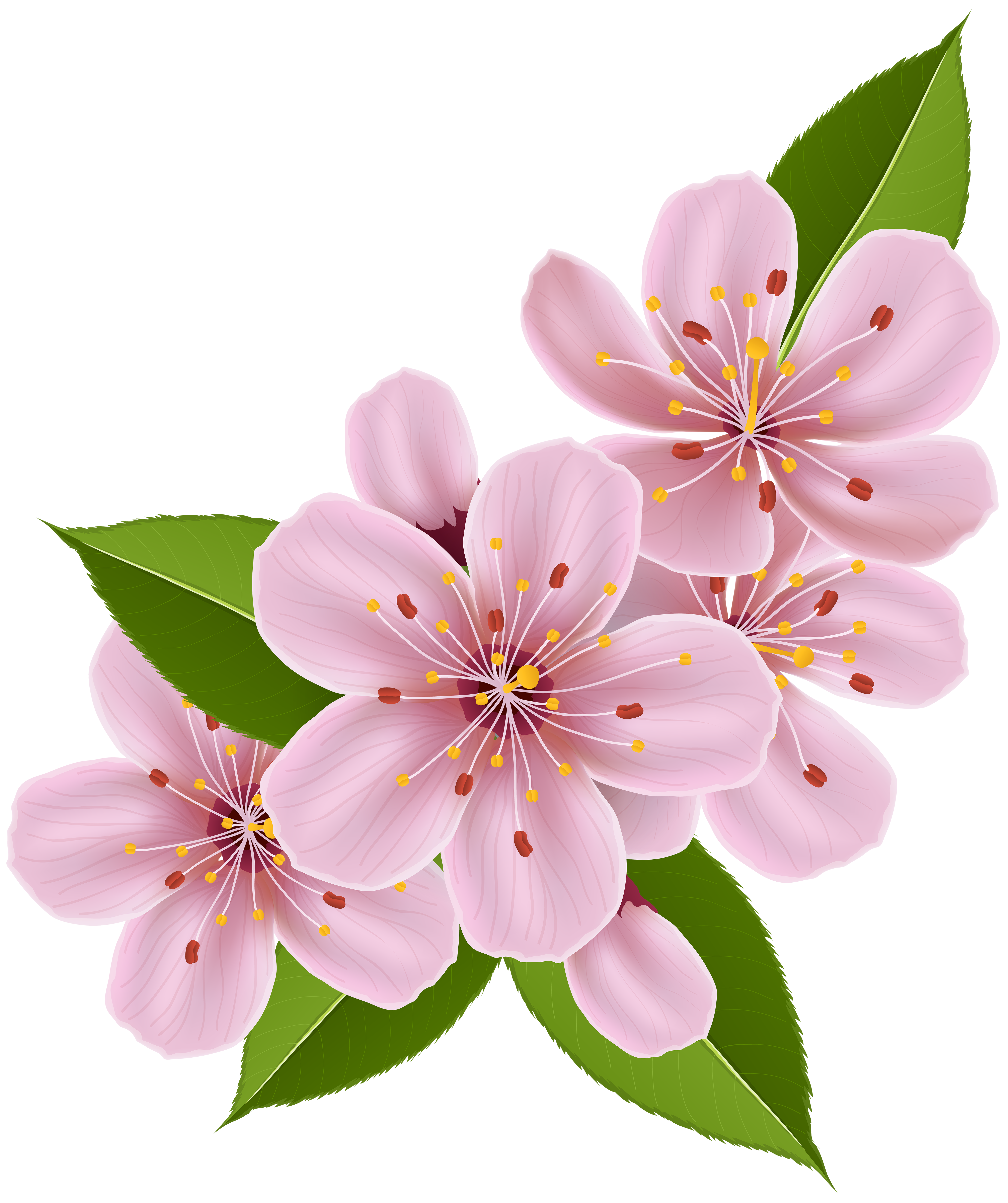 cherry blossom flower png