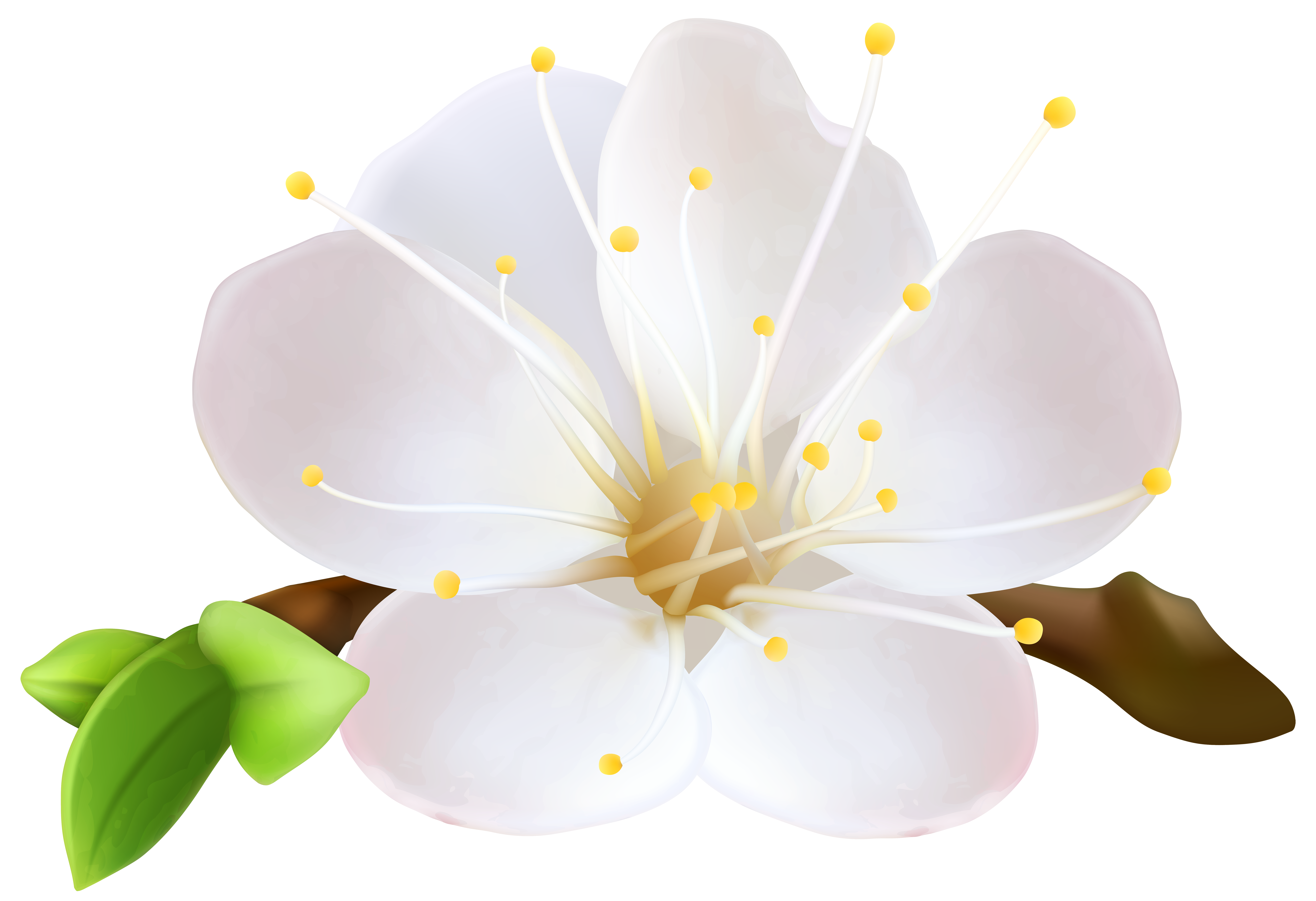 Spring Flower PNG Clip Art Image | Gallery Yopriceville - High-Quality