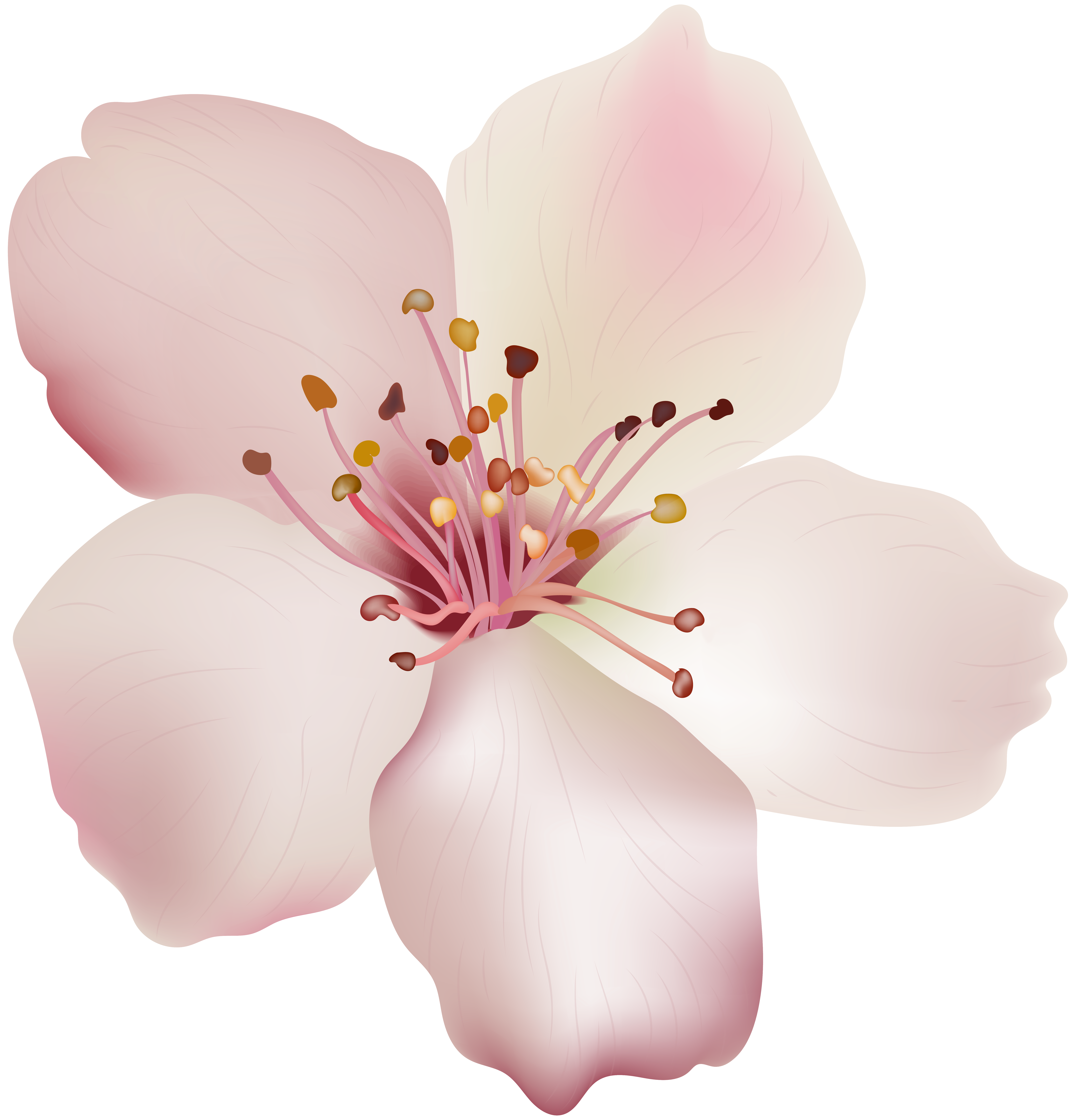 Spring Flower PNG Image | Gallery Yopriceville - High-Quality Images