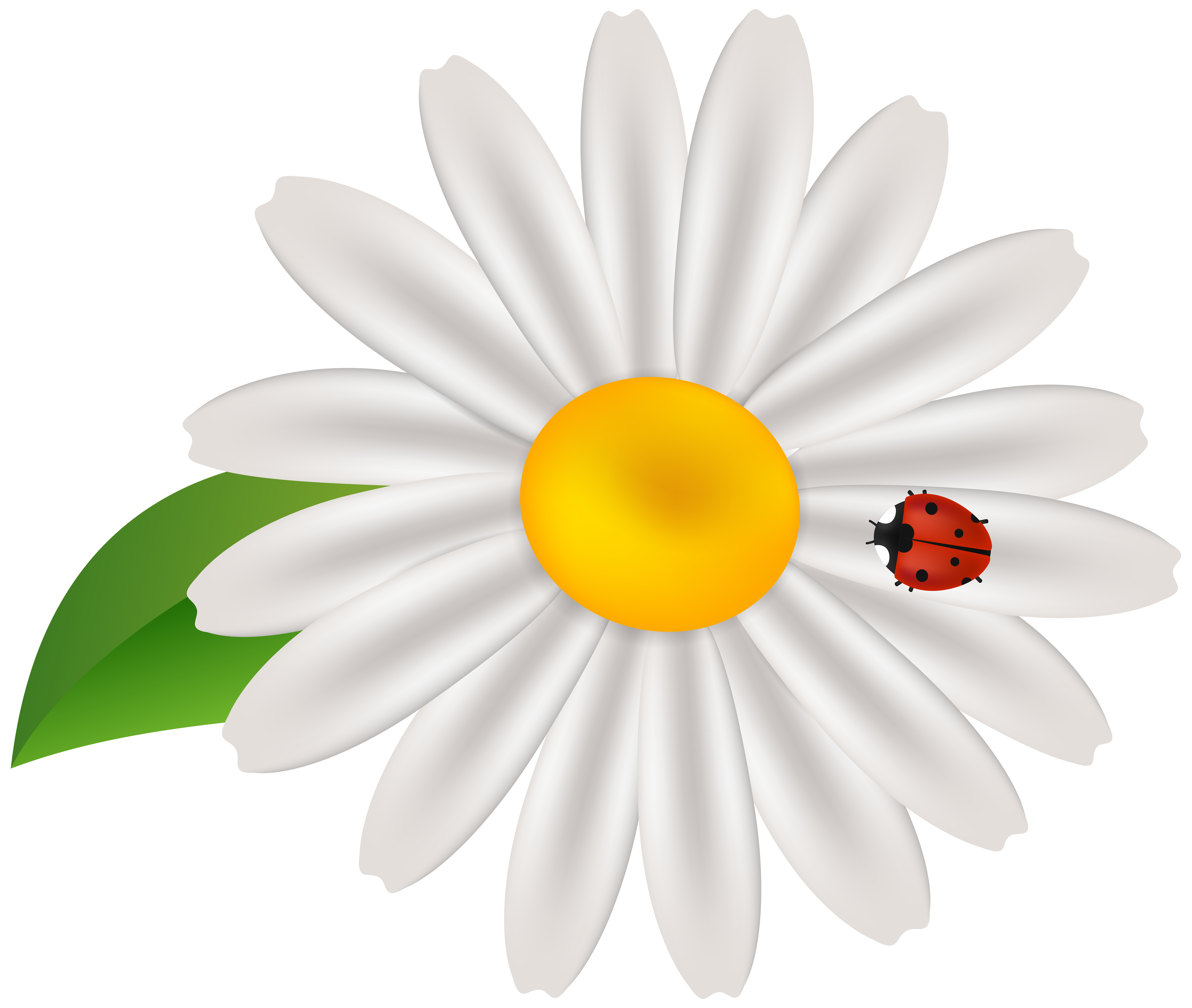 Ladybug PNG Clip Art​  Gallery Yopriceville - High-Quality Free