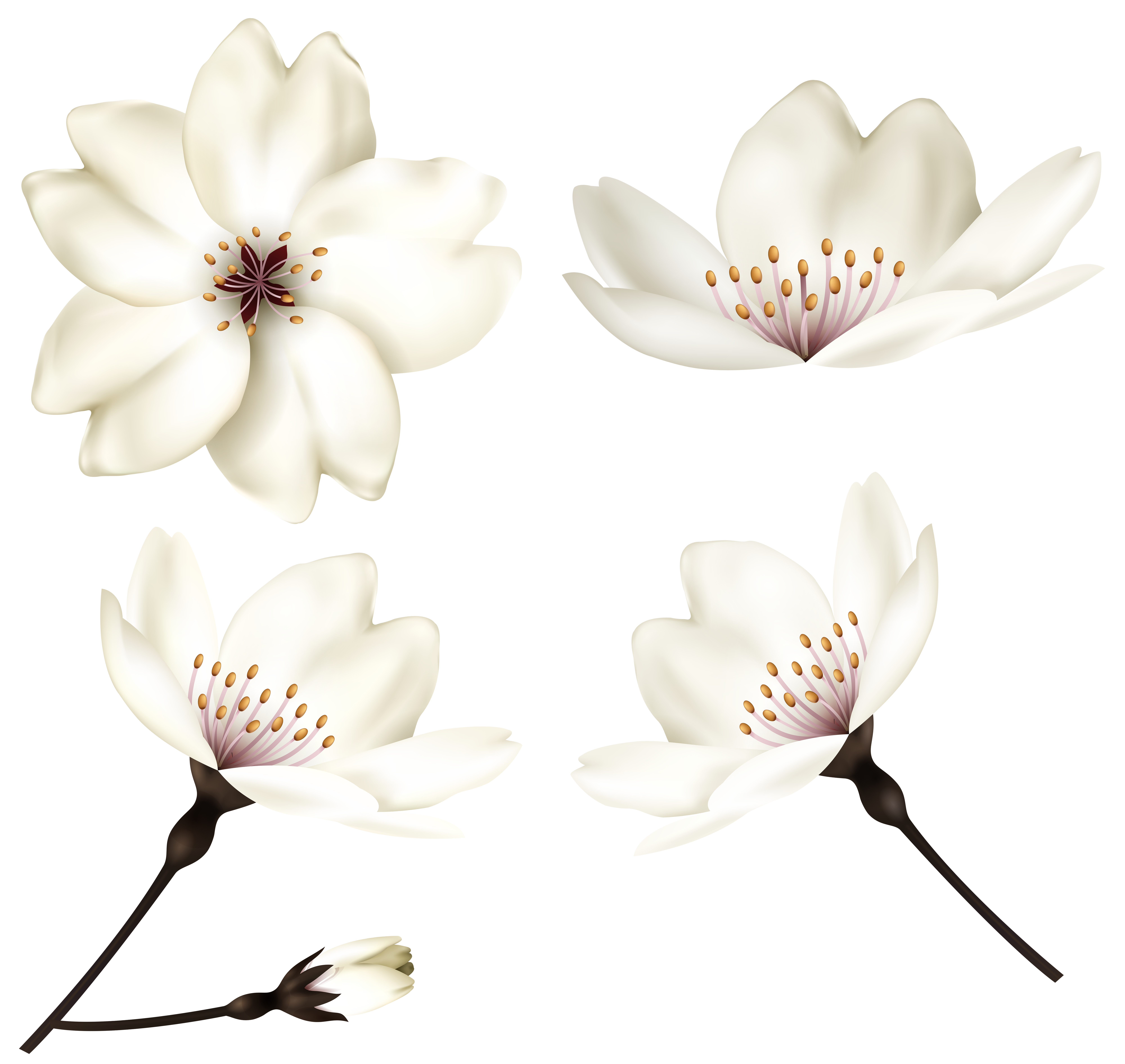 Spring Flowers Clip Art Image | Gallery Yopriceville - High-Quality