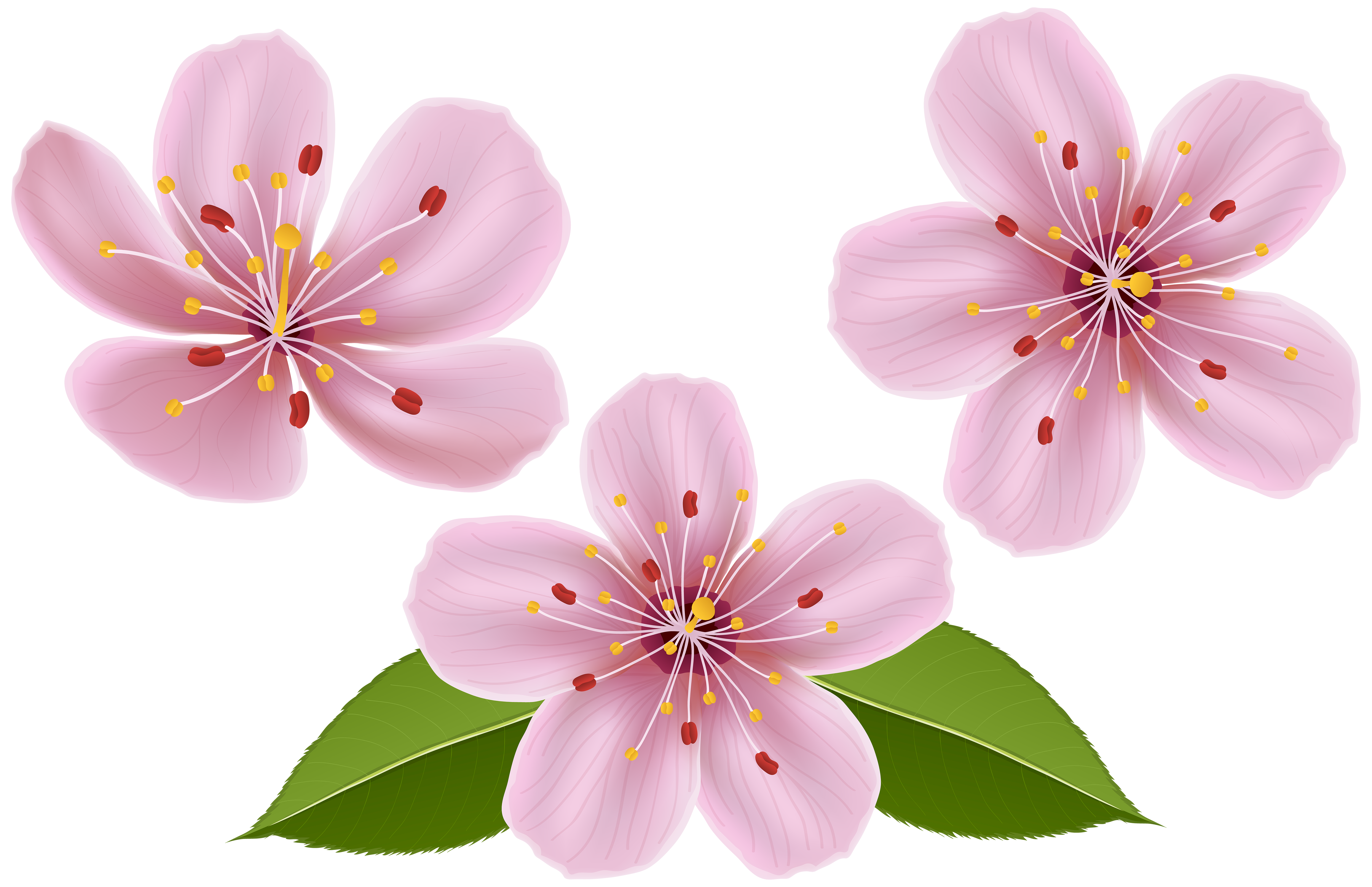 spring flower clipart png