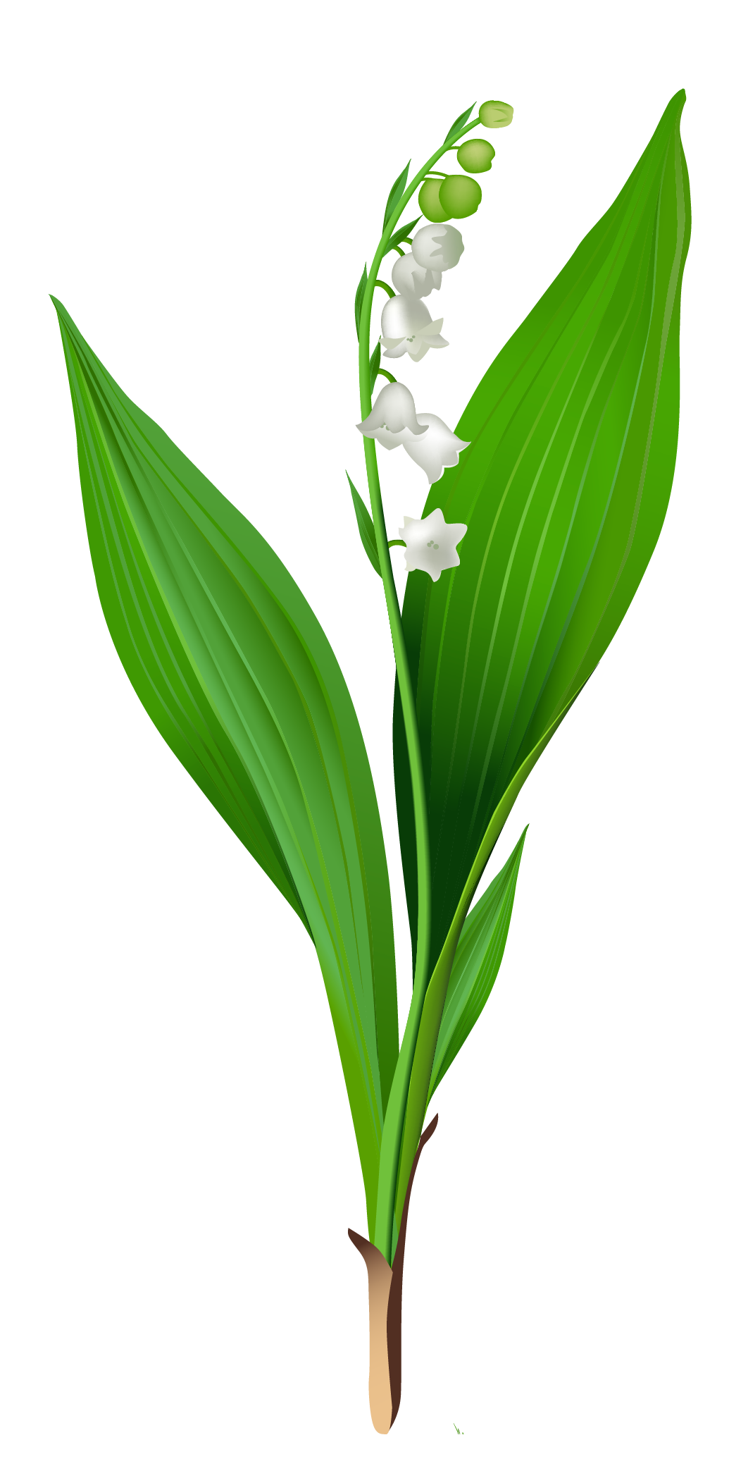 Spring Lily of the Valley PNG Clipart | Gallery Yopriceville - High