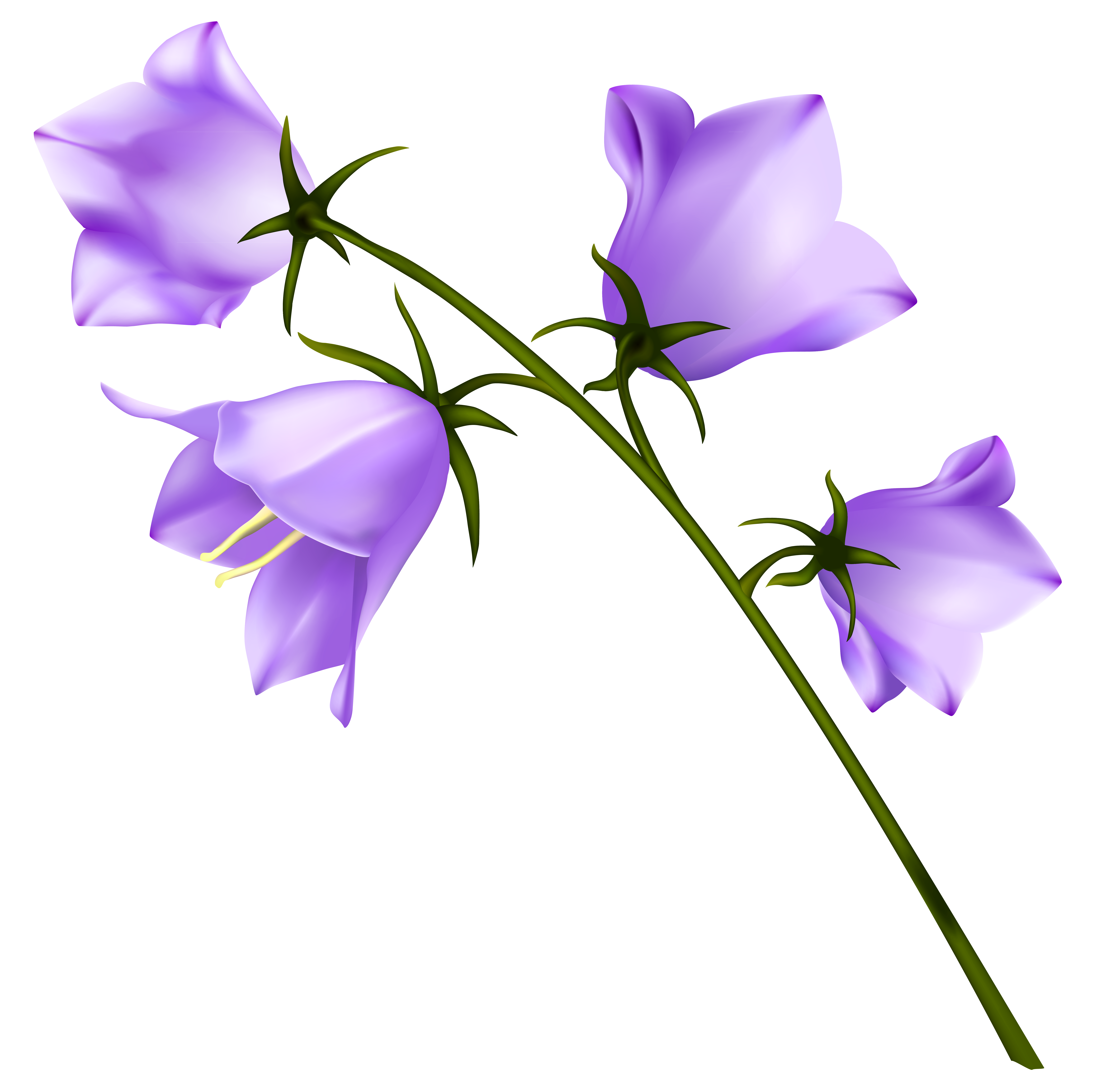 Spring Purple Campanula PNG Clipart | Gallery Yopriceville ...