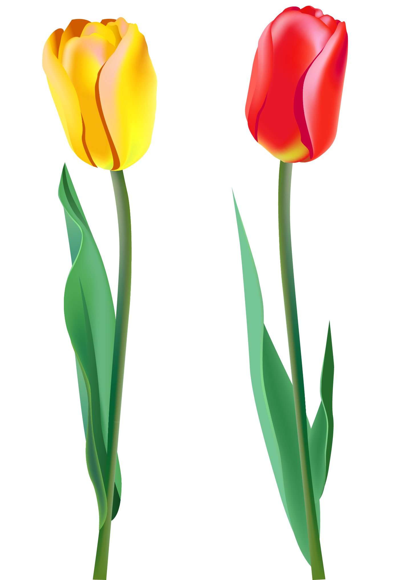 spring tulips clipart