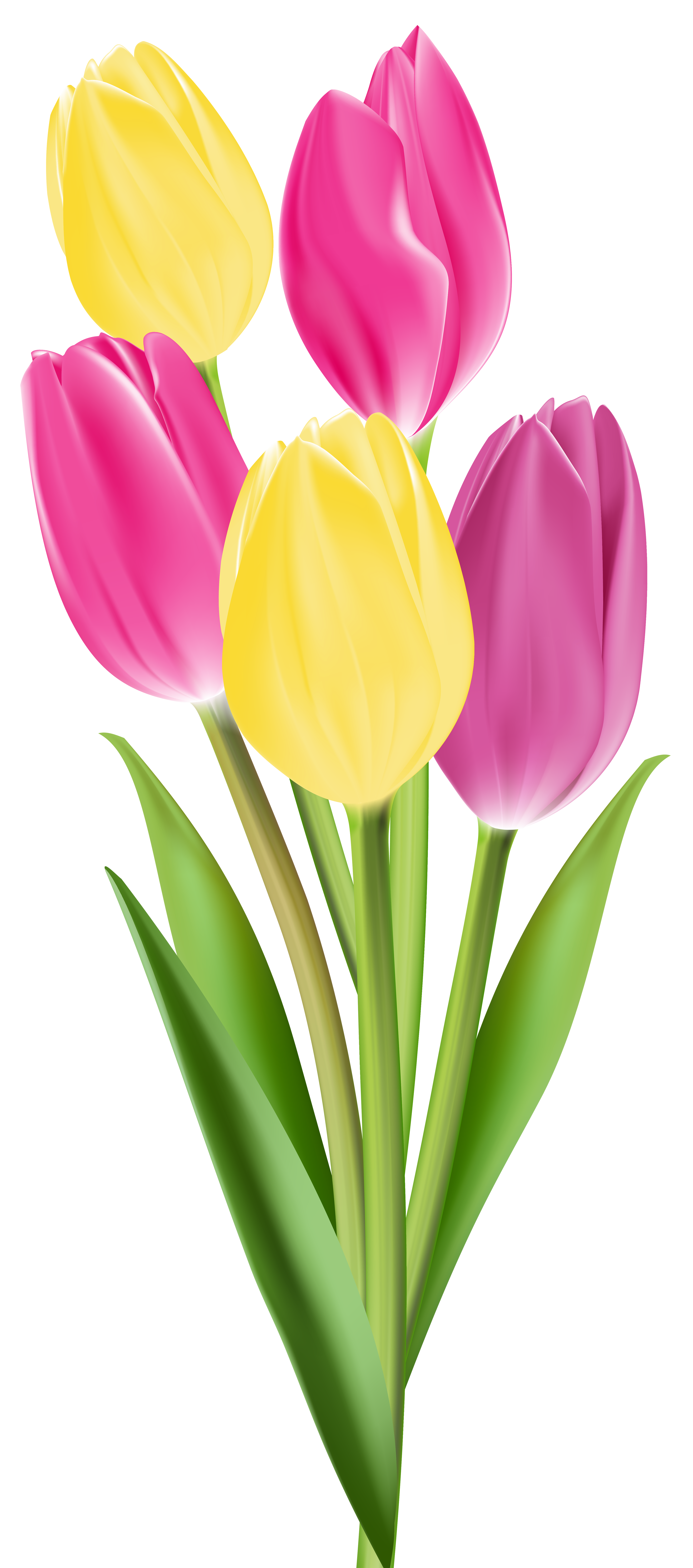 Tulips PNG Image | Gallery Yopriceville - High-Quality Images and