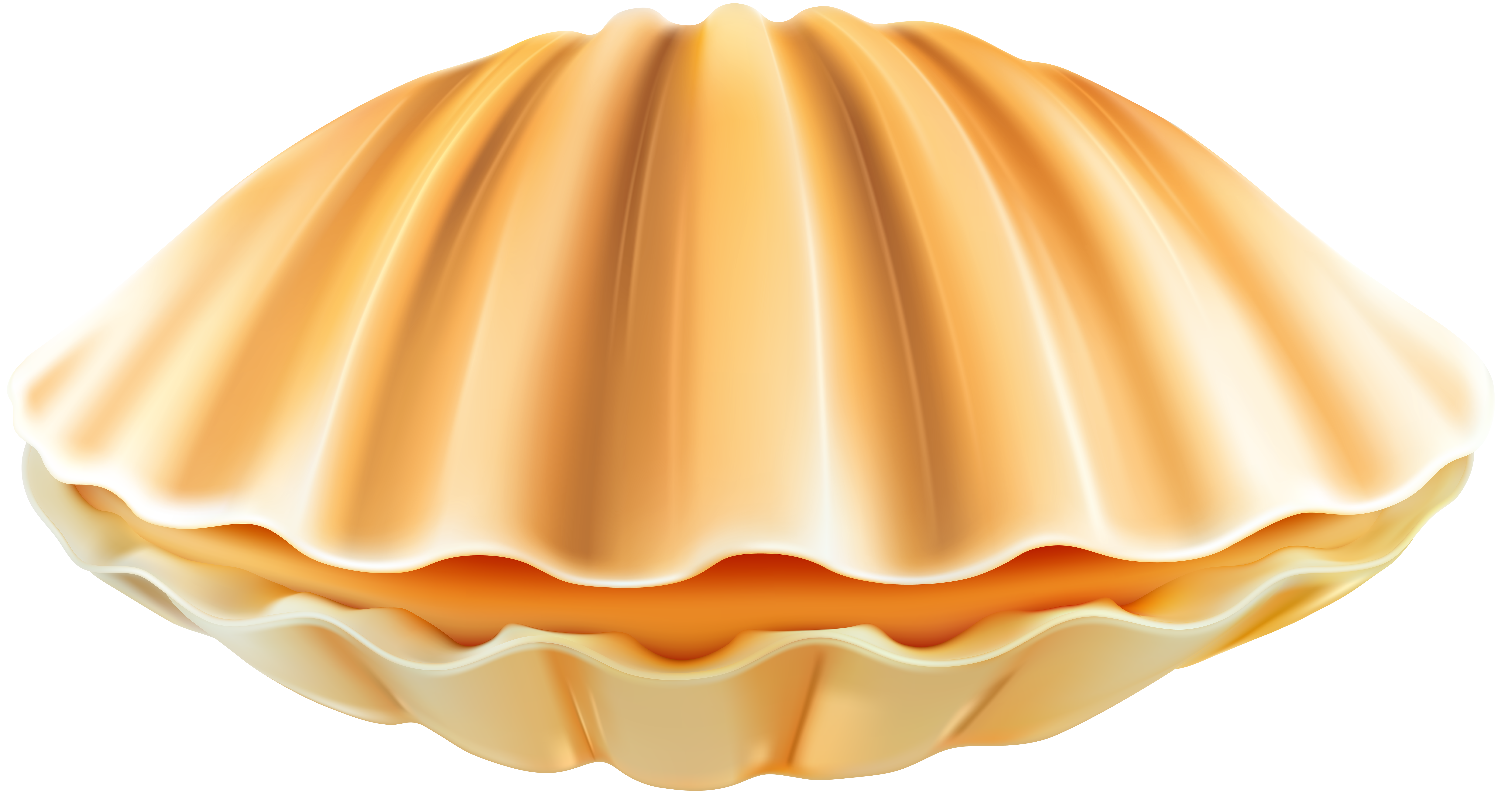 clam shell png