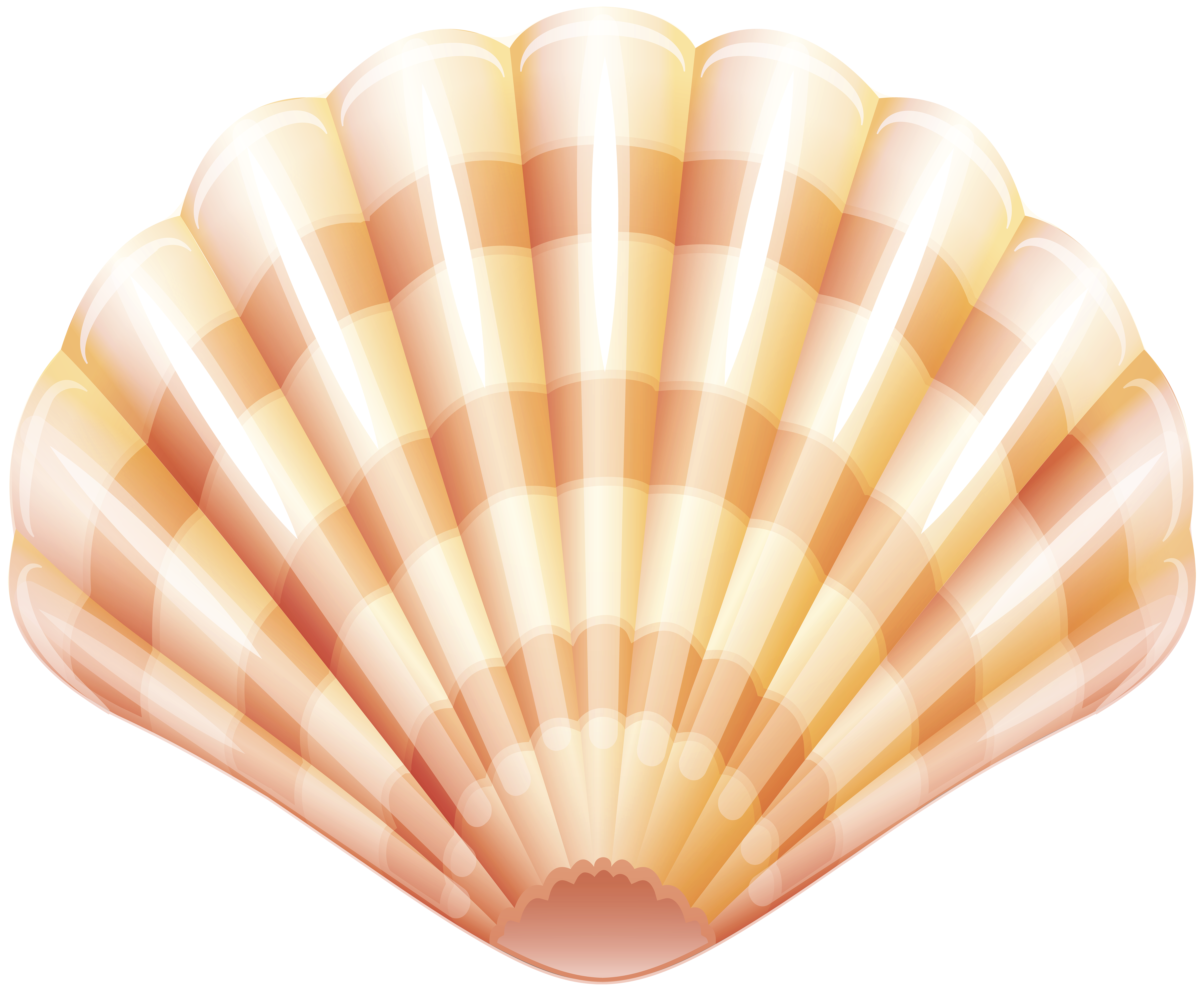 Sea Clam Shell PNG Clip Art Image | Gallery Yopriceville - High-Quality