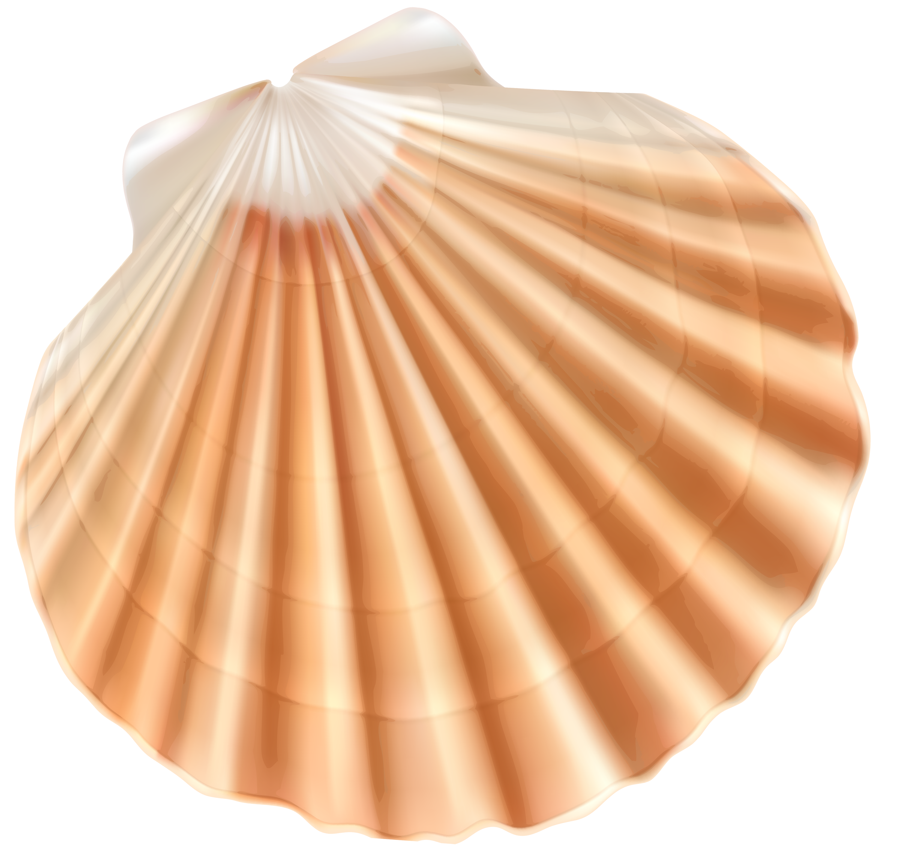 Sea Shell PNG Clipart Image | Gallery Yopriceville - High-Quality Free