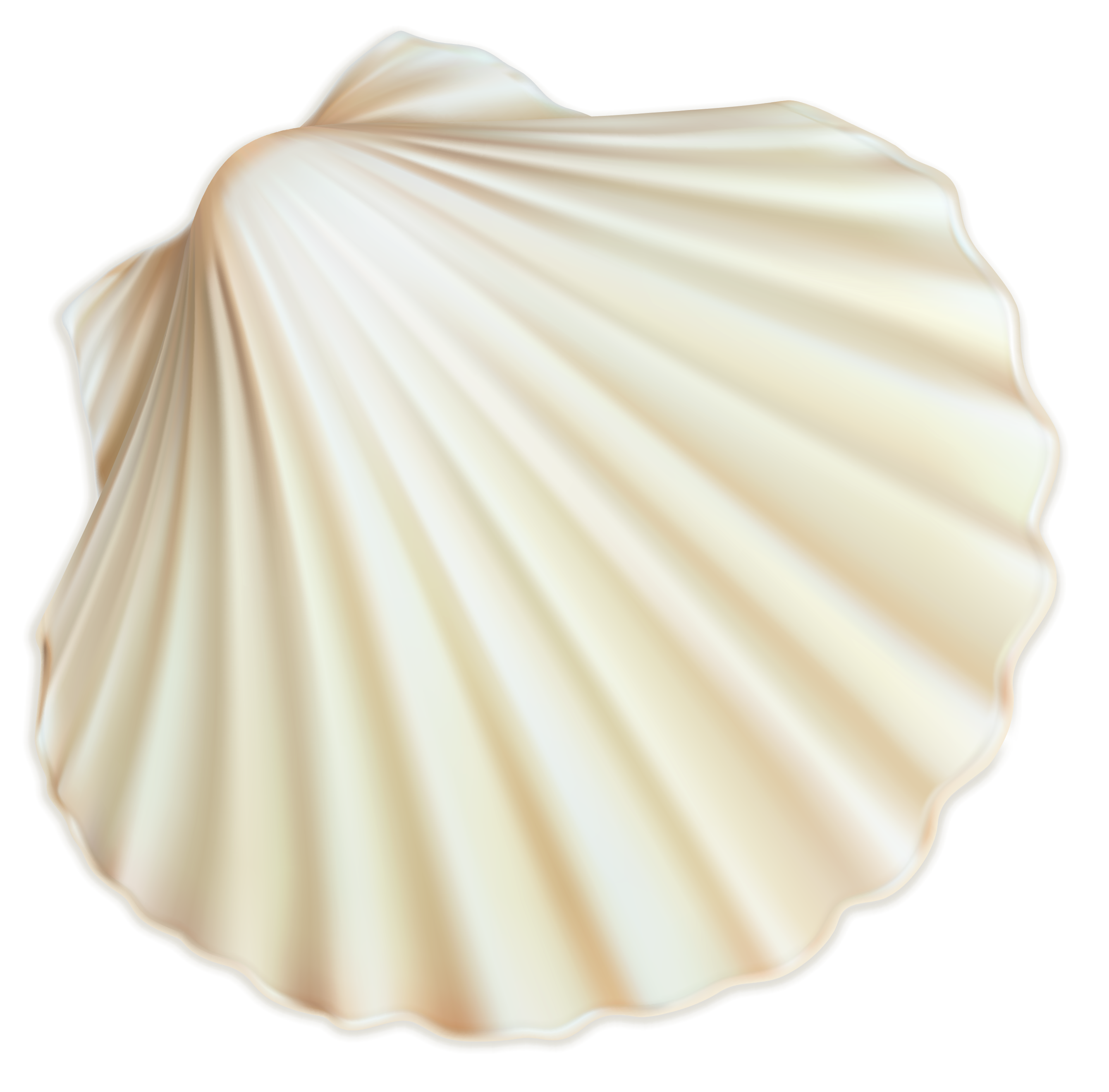 White Shell Clipart