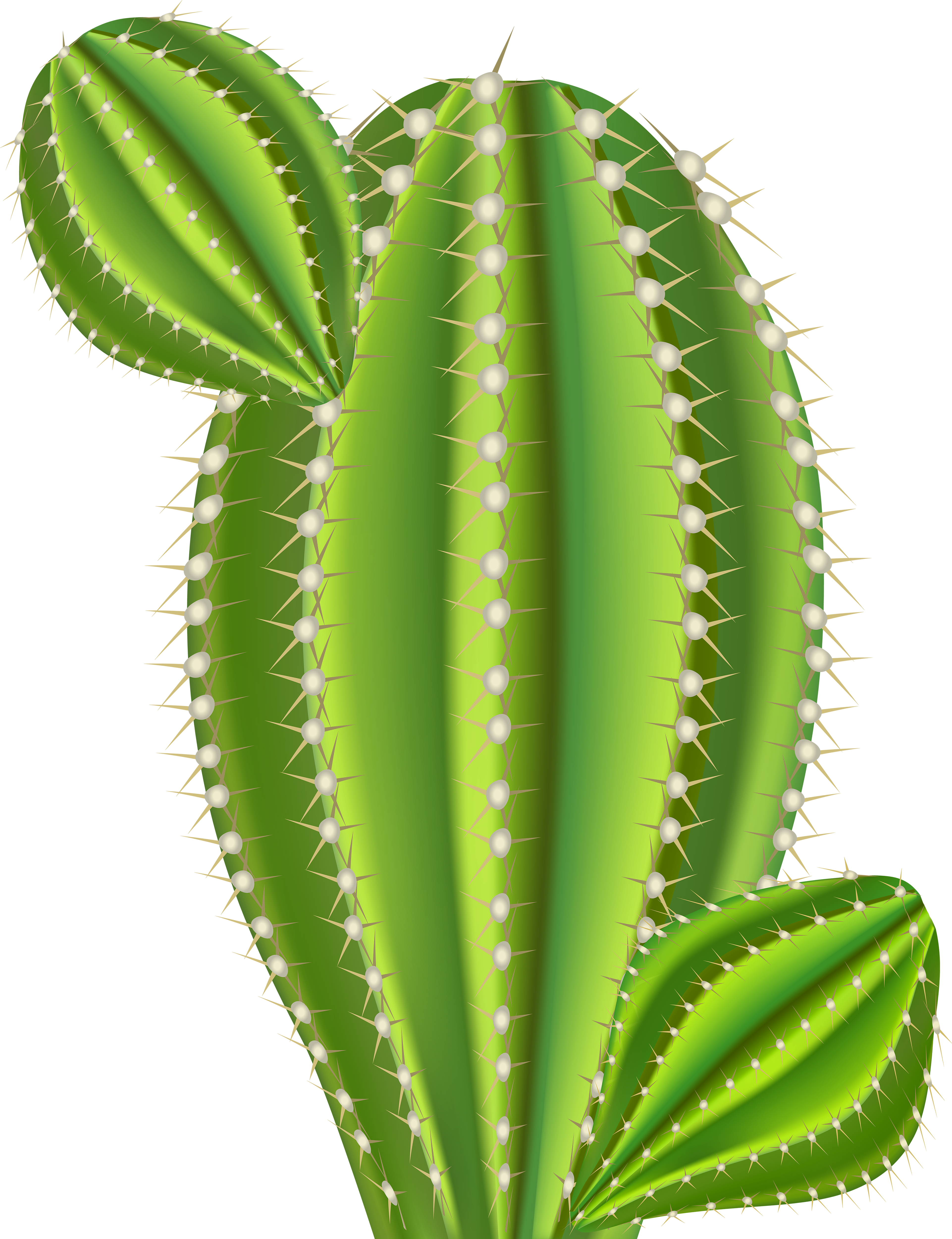 Cactus clipart png images