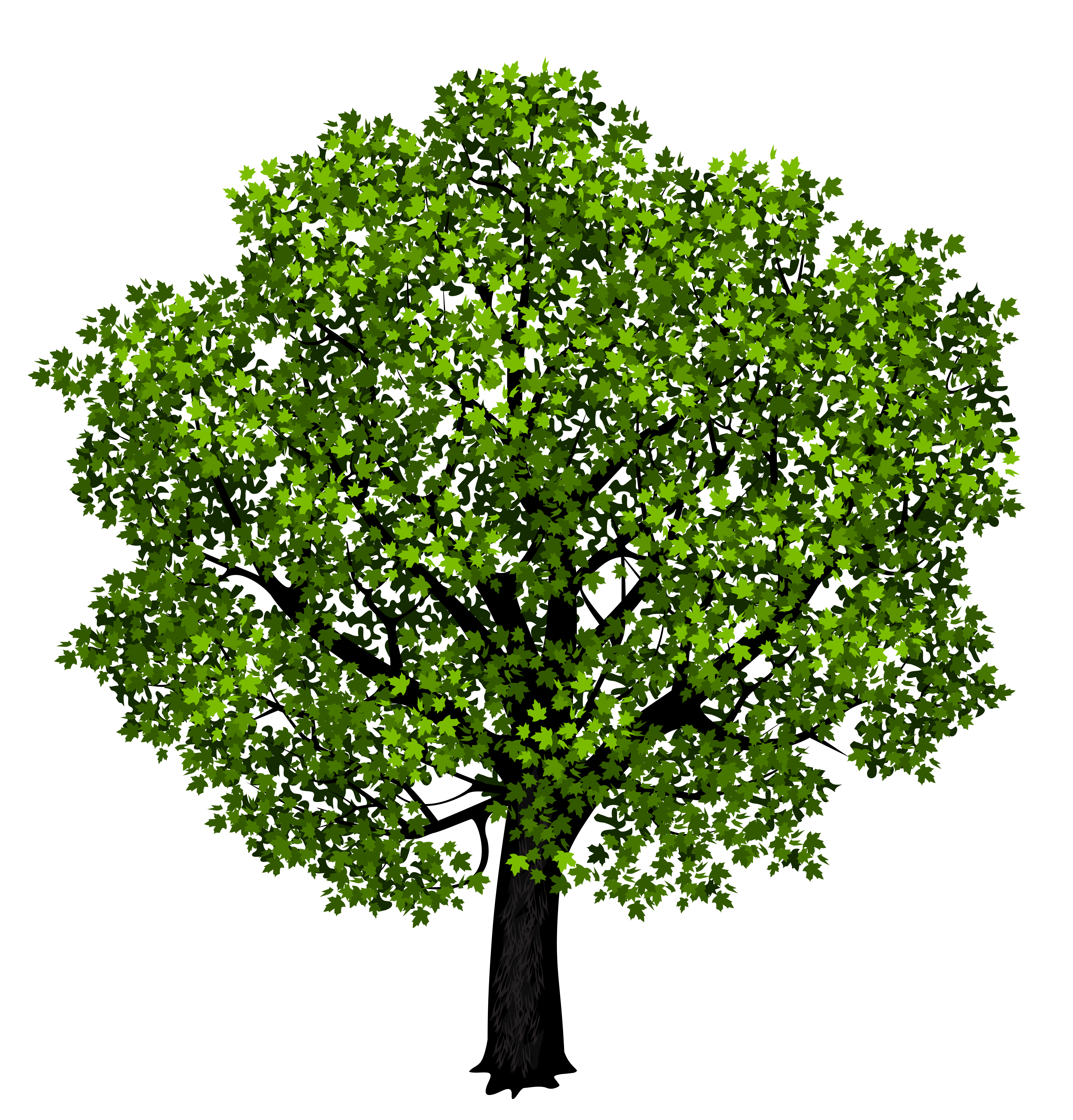 Green Maple Tree PNG Clipart Picture | Gallery ...