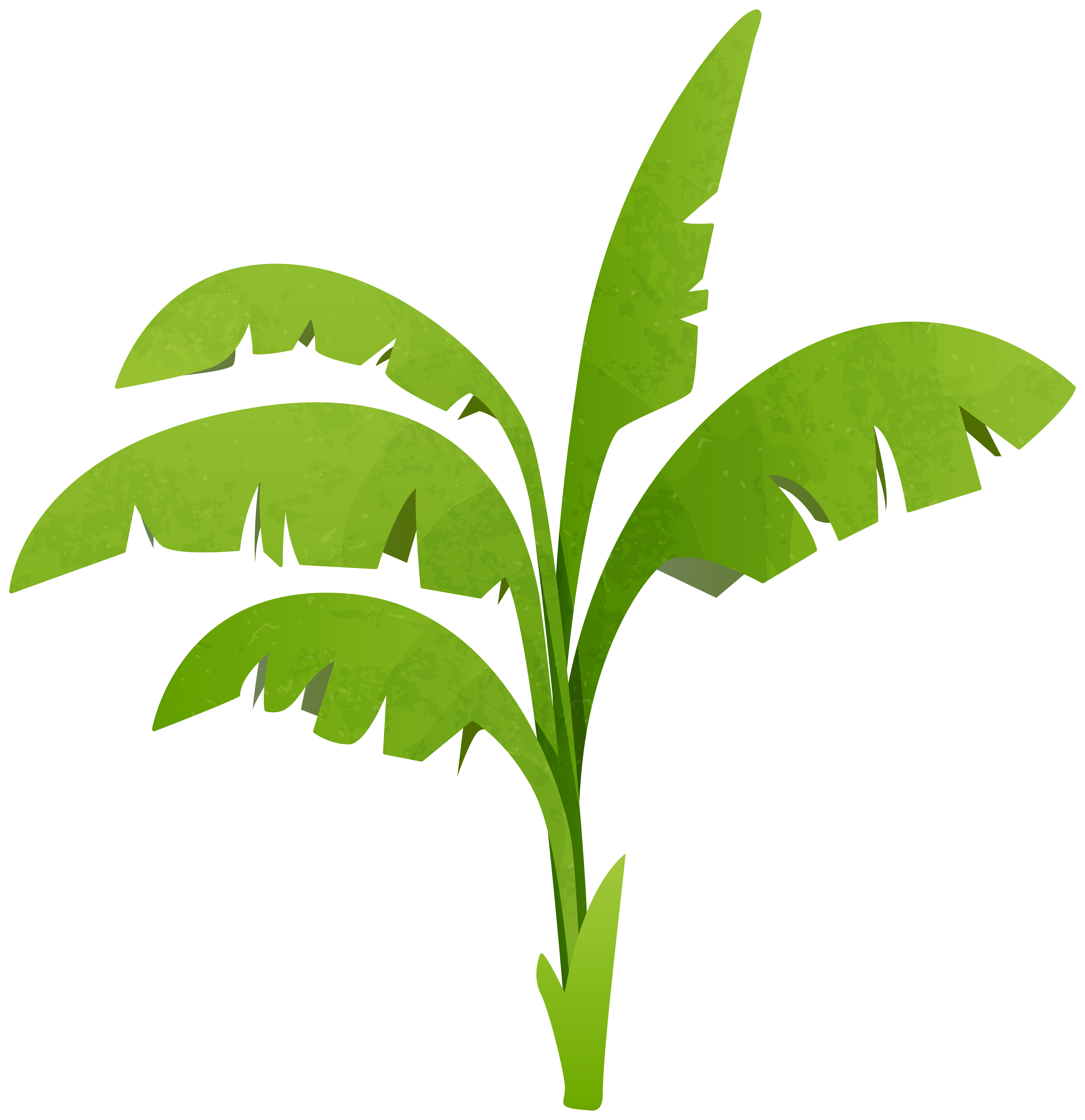 part of a plant clipart without background