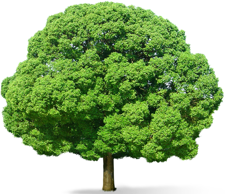 Green Tree PNG Picture | Gallery Yopriceville - High-Quality Images and