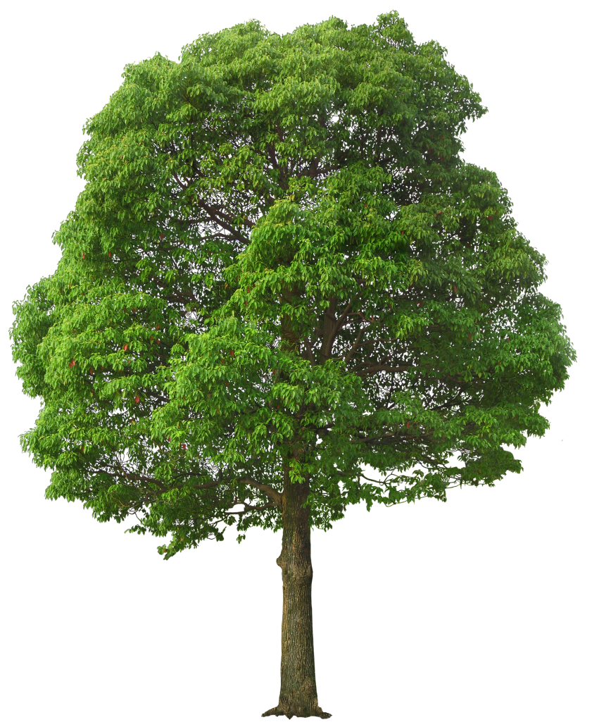 Large Green Tree Png Picture Gallery Yopriceville High Quality Images And Transparent Png Free Clipart Large Green Tree Png Picture Gallery Yopriceville High Quality Images And Transparent Png Free Clipart