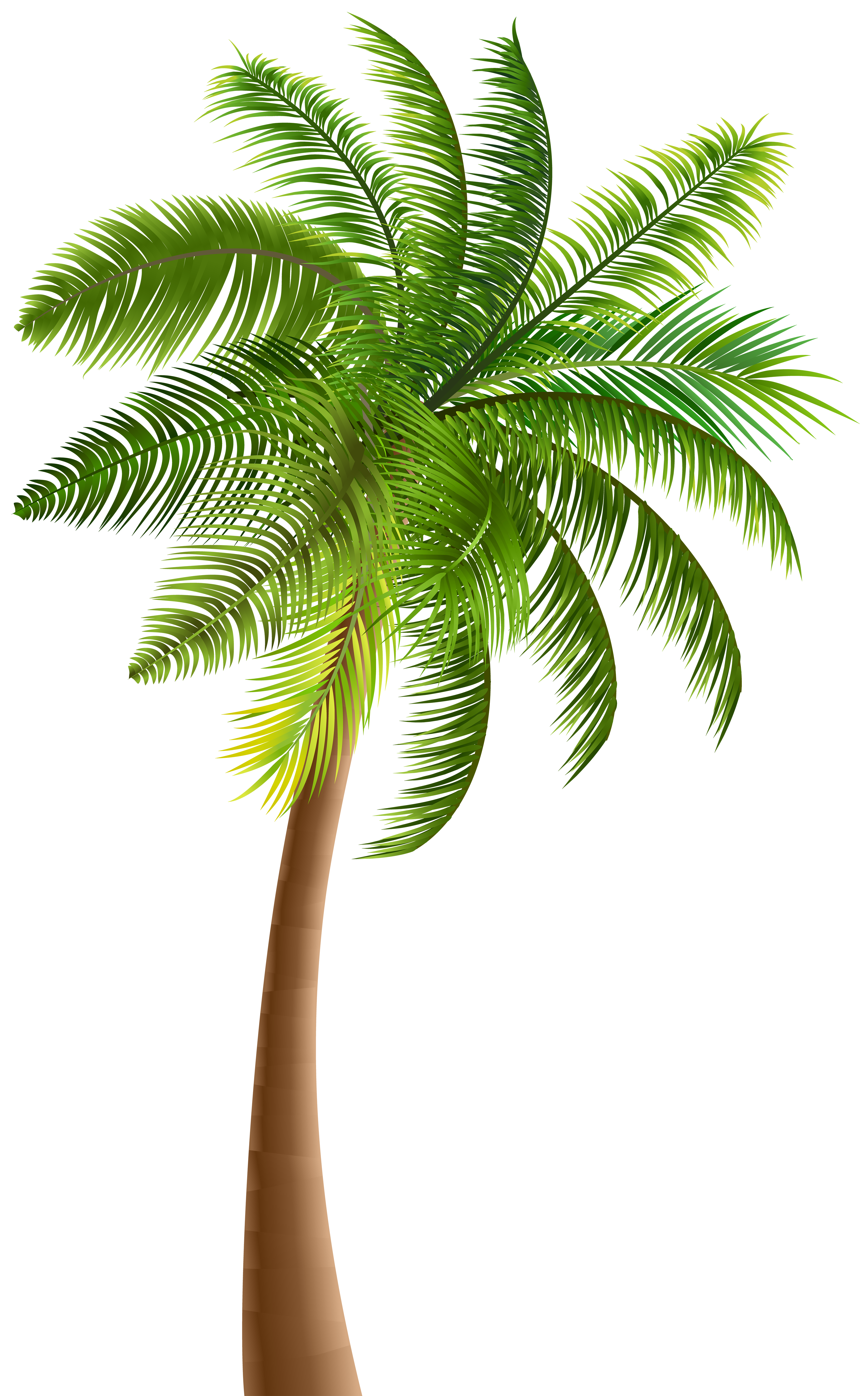 Palm PNG Clip Art | Gallery Yopriceville - High-Quality Images and