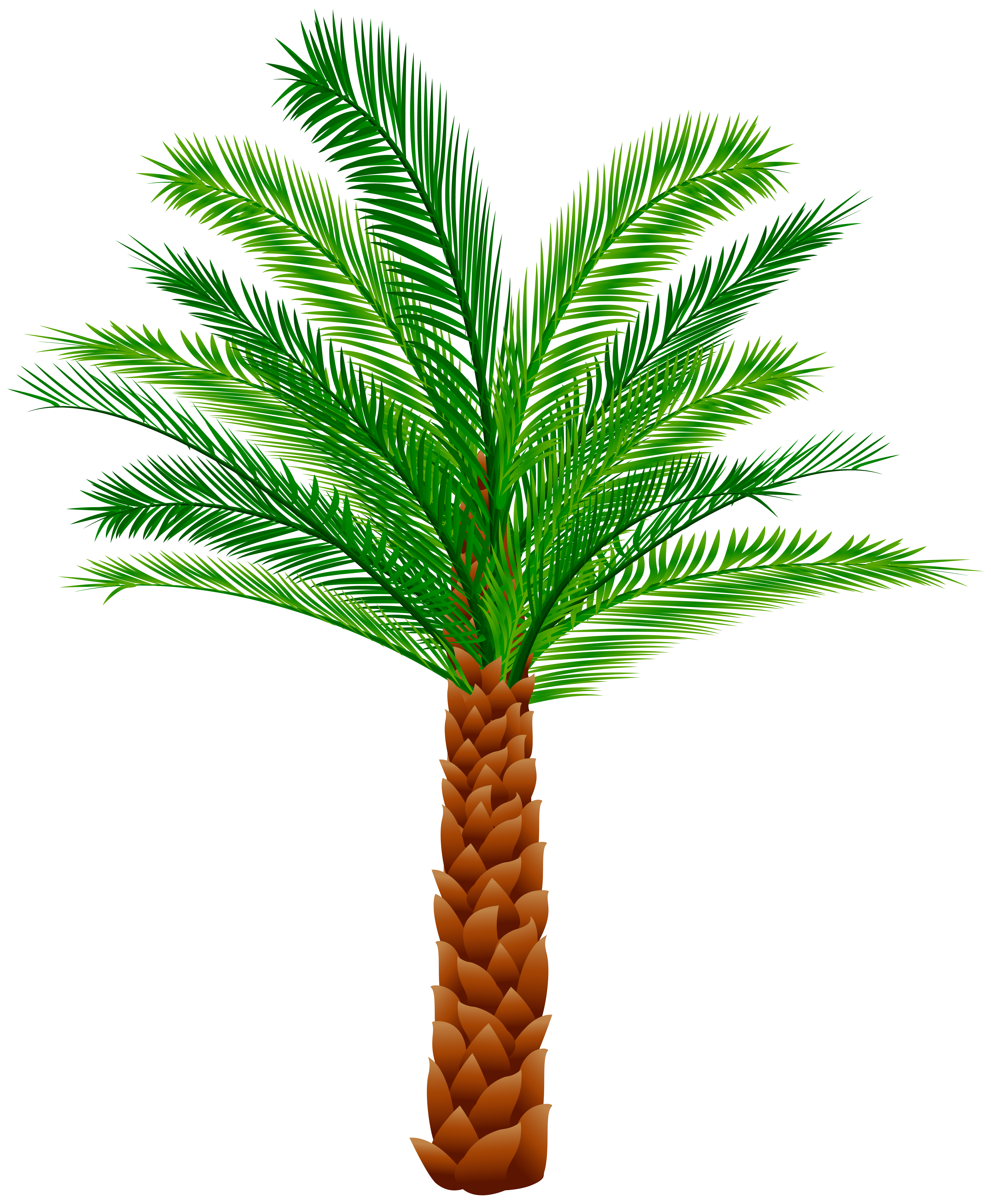 Palm PNG Clipart Image | Gallery Yopriceville - High-Quality Images and