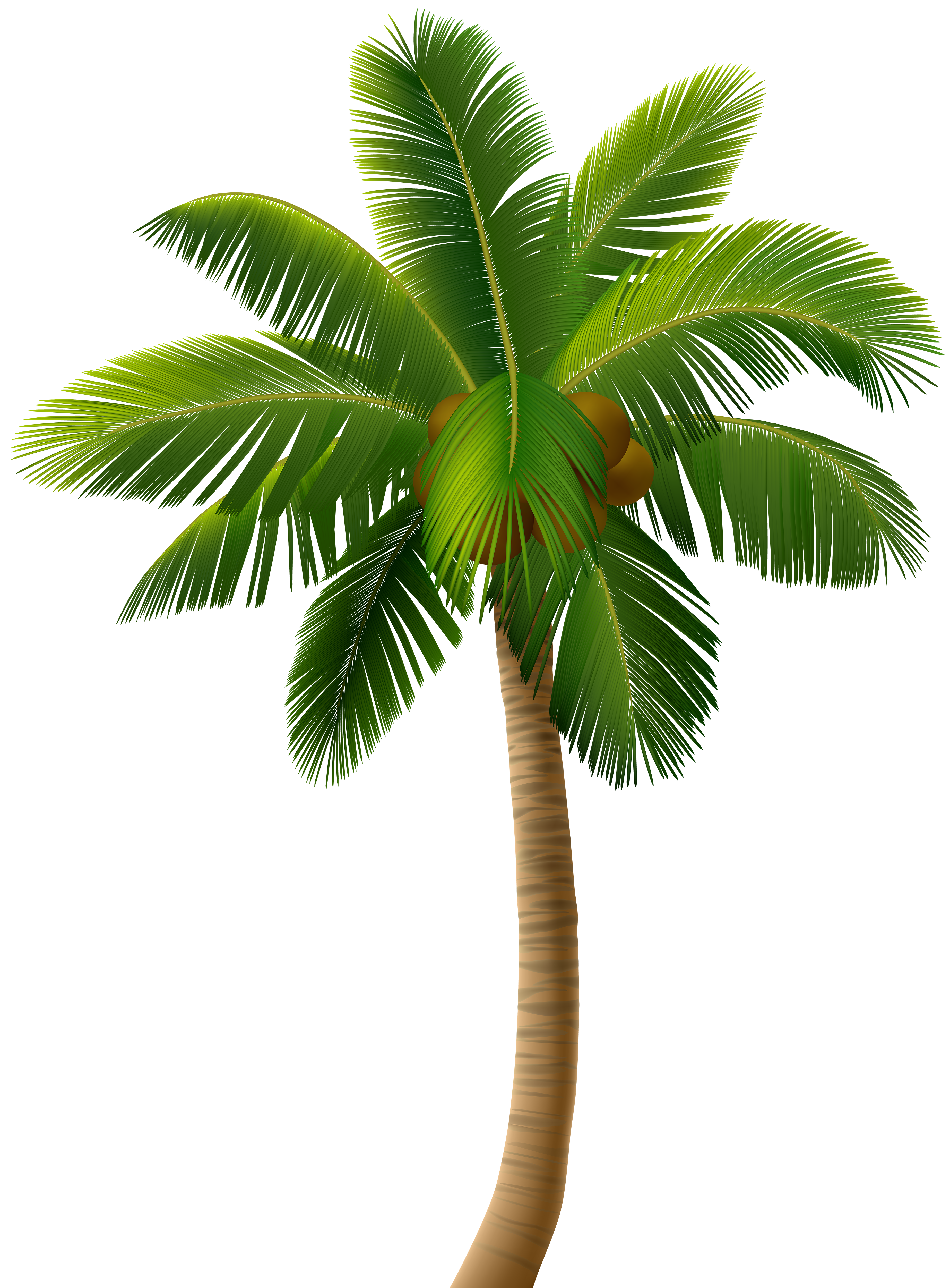 Palm Tree PNG Clip Art Image | Gallery Yopriceville - High-Quality