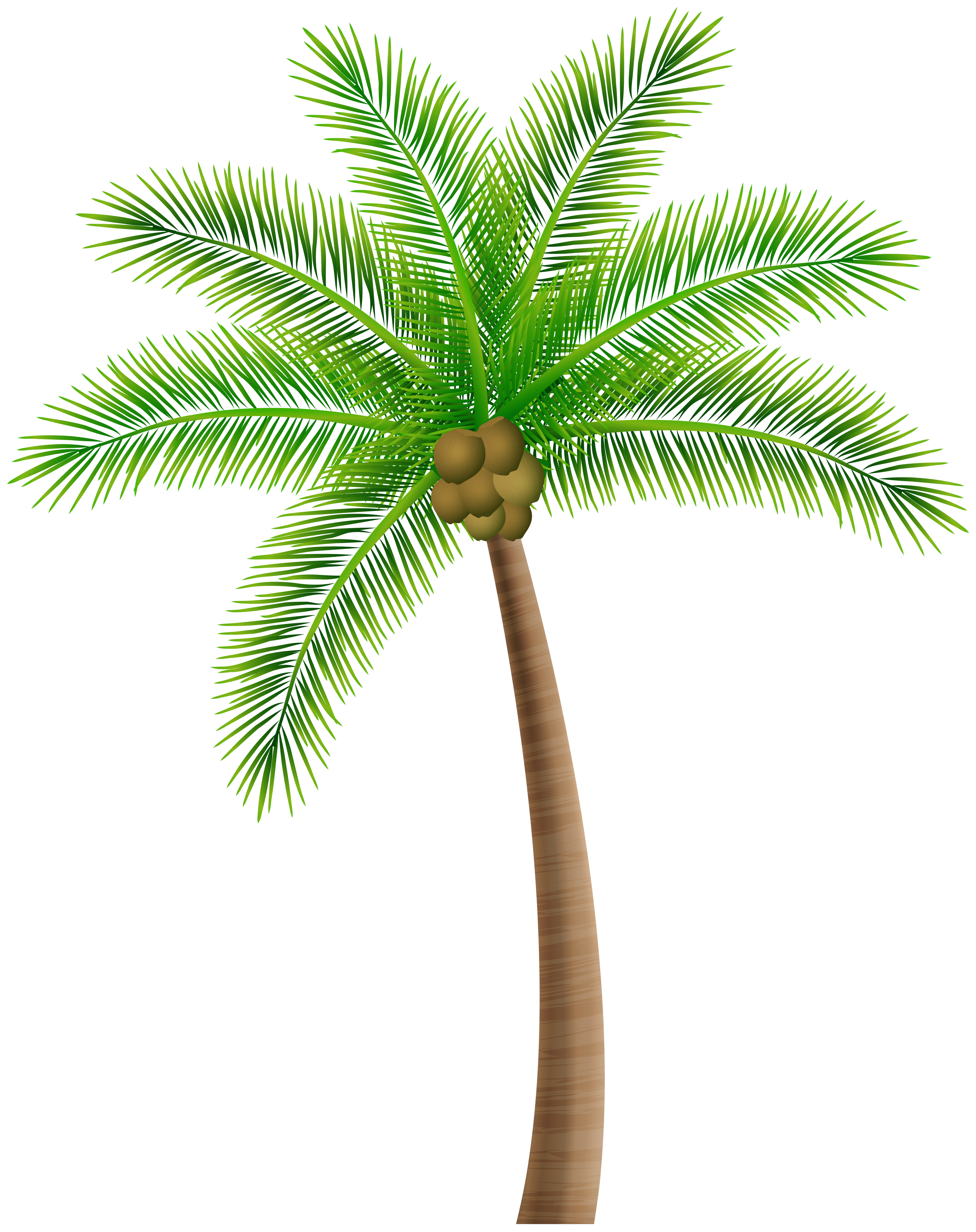oil palm tree clip art