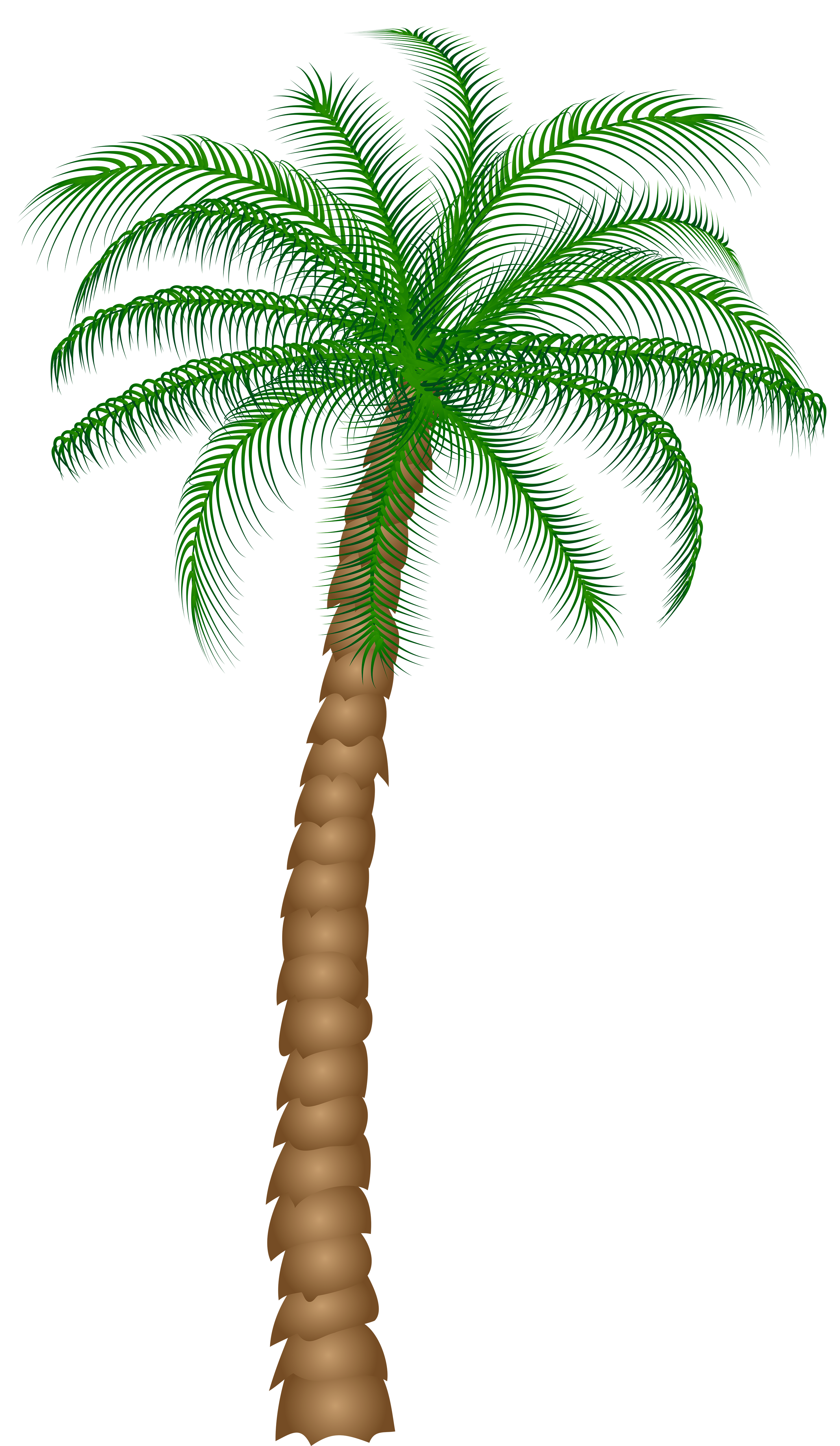 palm tree clip art no background