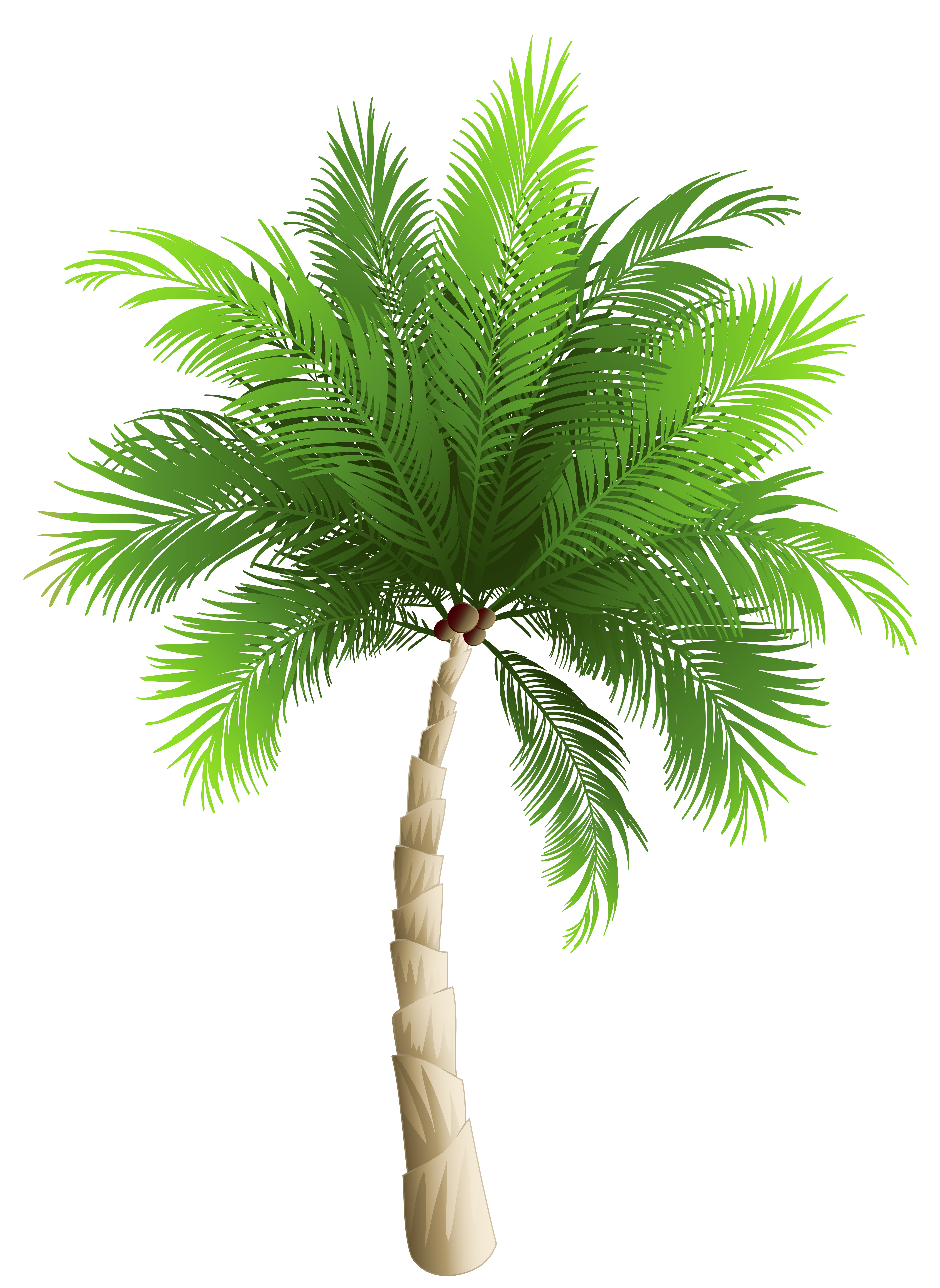 Palm Tree PNG Clipart Image | Gallery Yopriceville - High-Quality