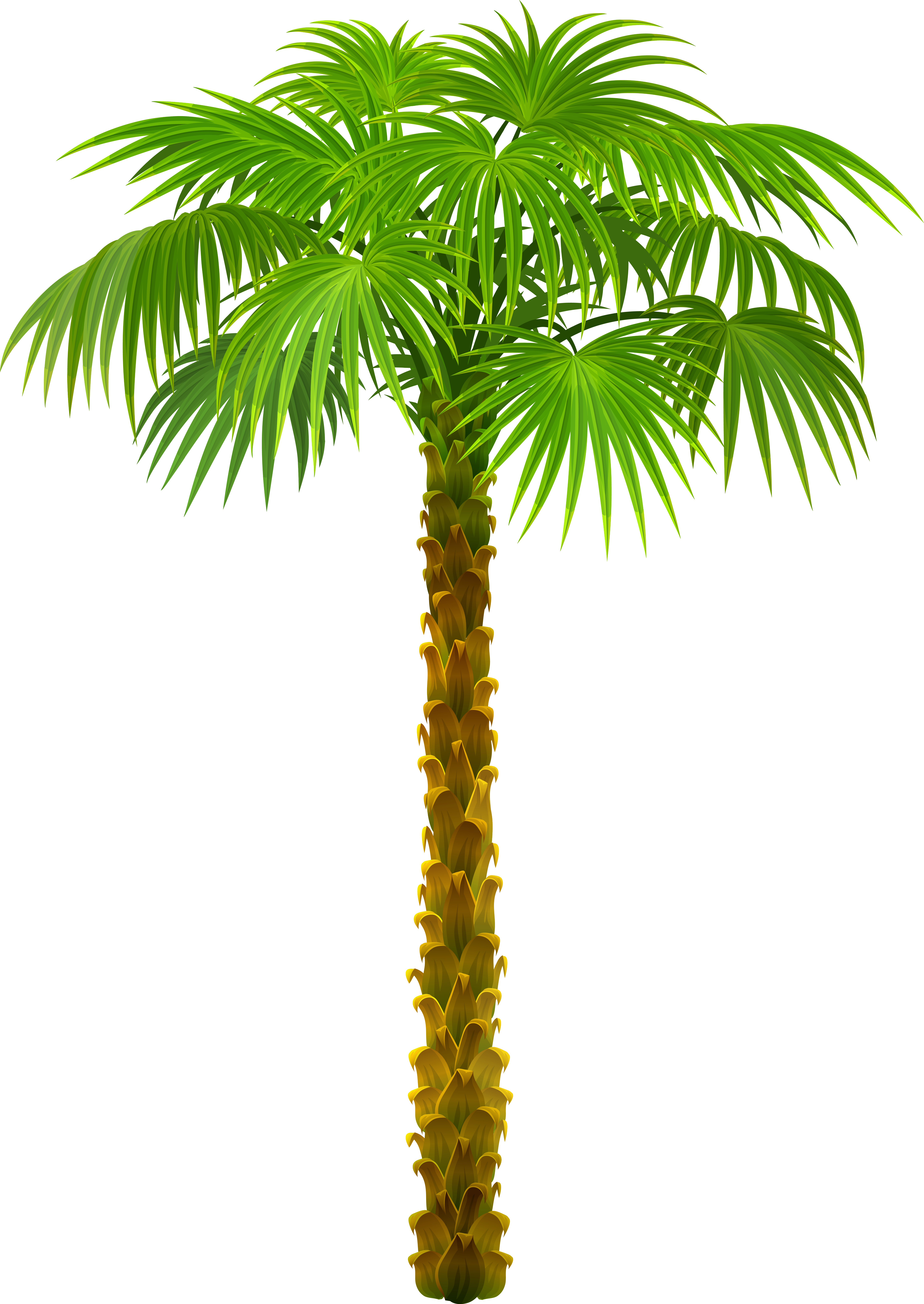 Palm Tree PNG Clipart Picture | Gallery Yopriceville - High-Quality
