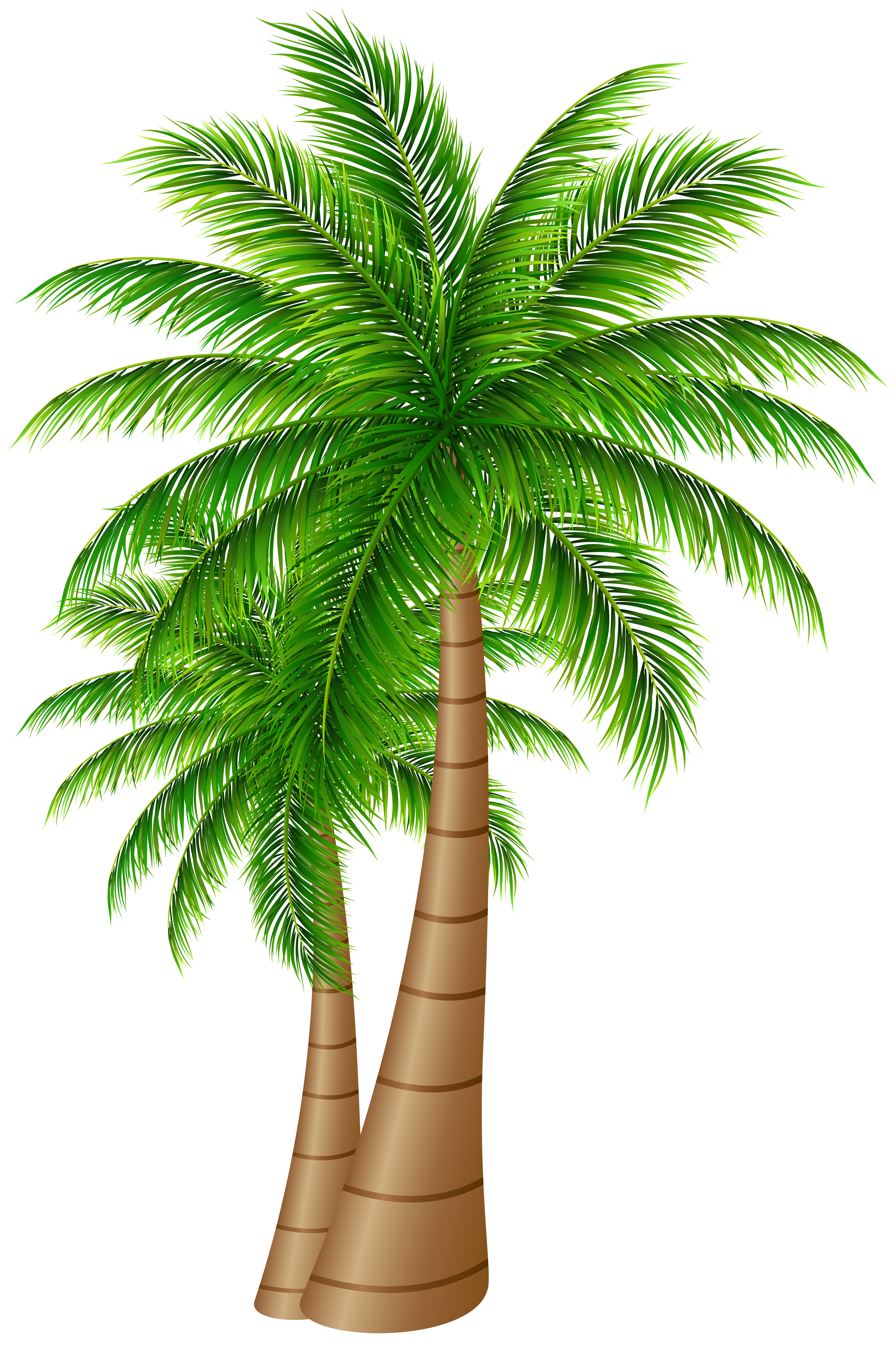 Palm Trees Large PNG Clip Art Image | Gallery Yopriceville ...