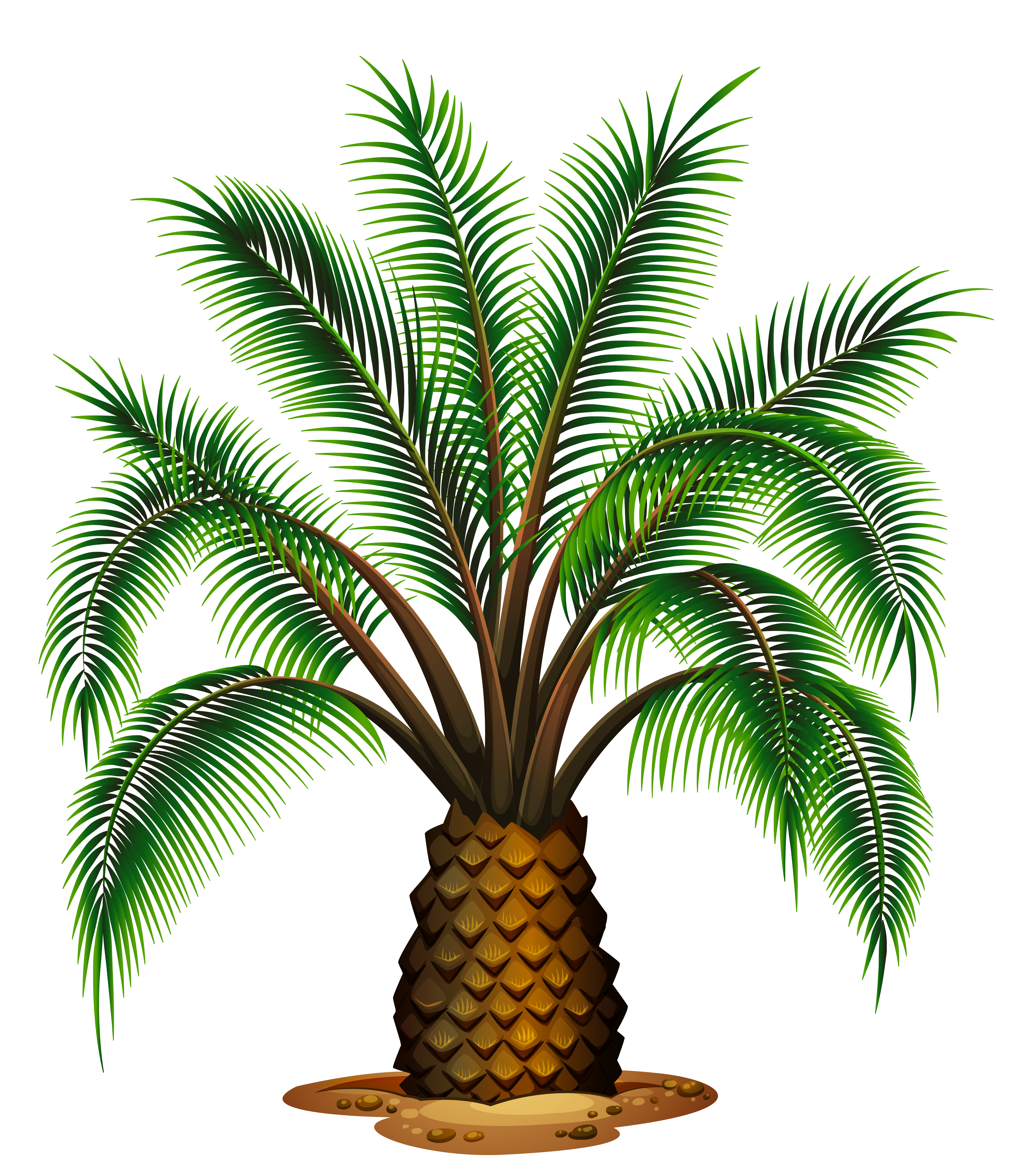 Small Palm Tree Transparent Picture Gallery Yopriceville High