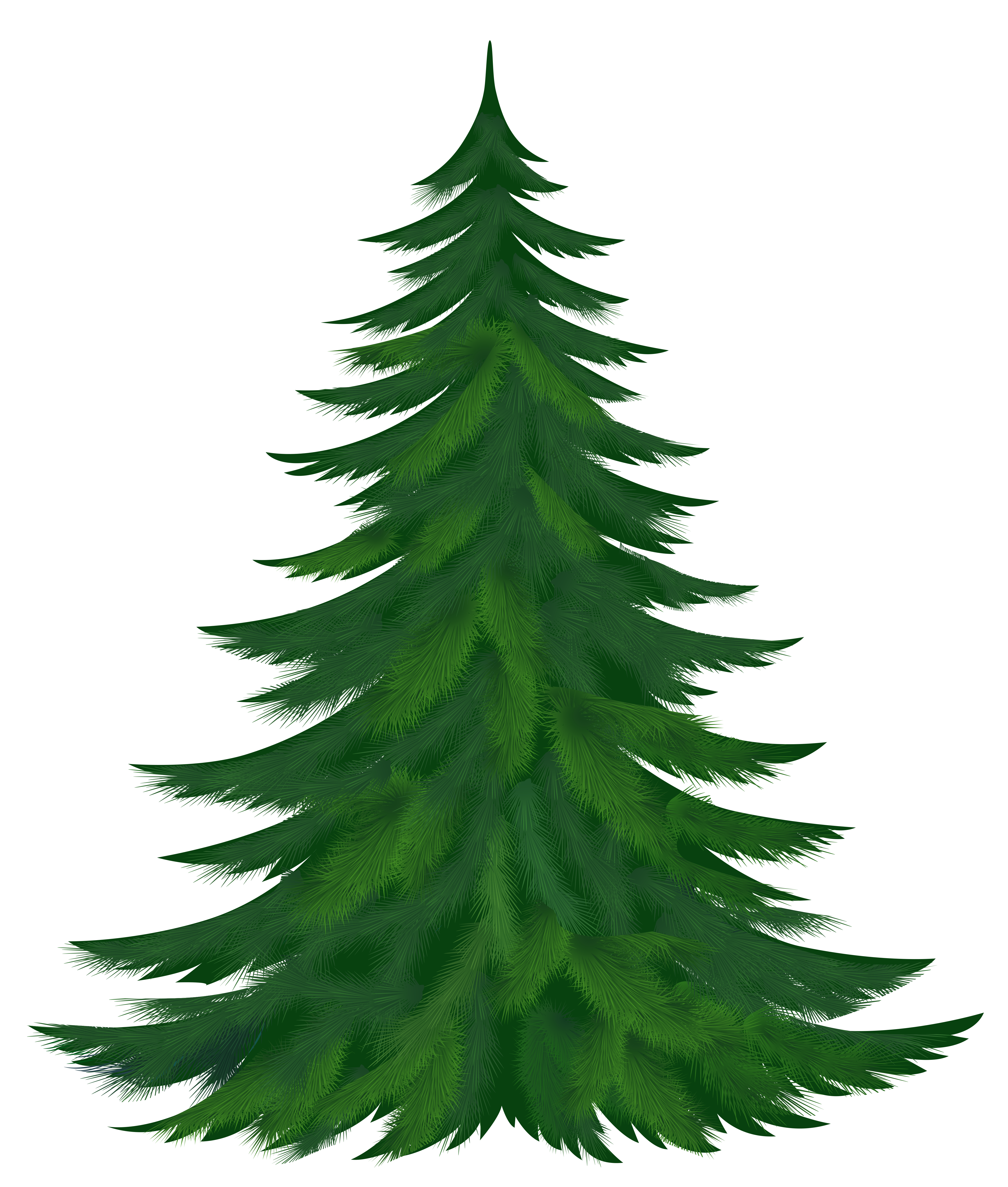 pine trees transparent background