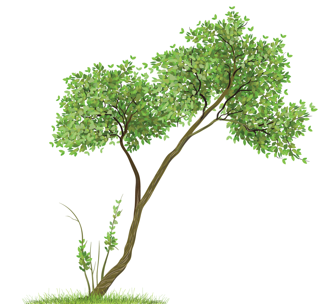 Transparent Tree PNG Clipart | Gallery Yopriceville - High-Quality