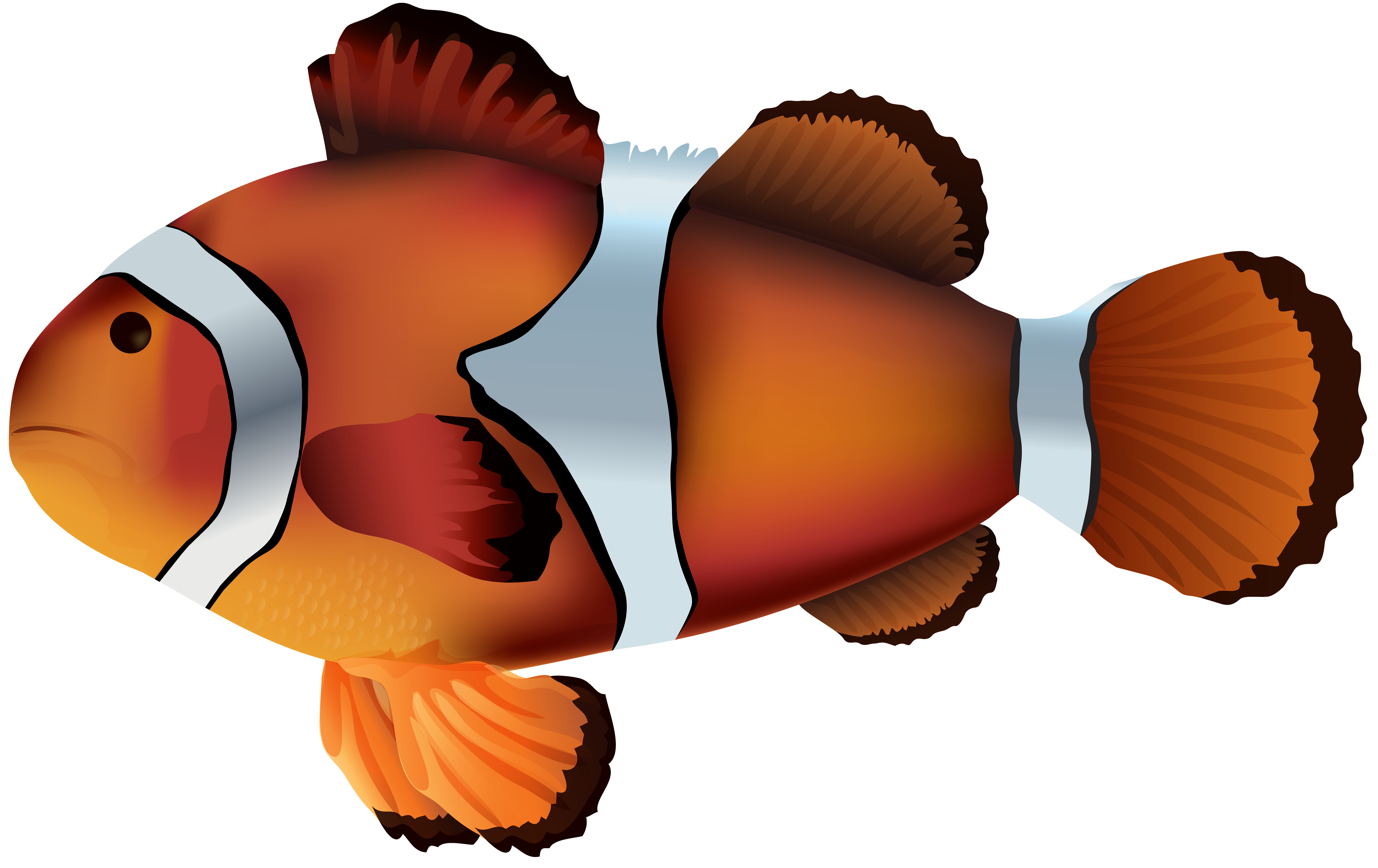 clownfish png transparent clip