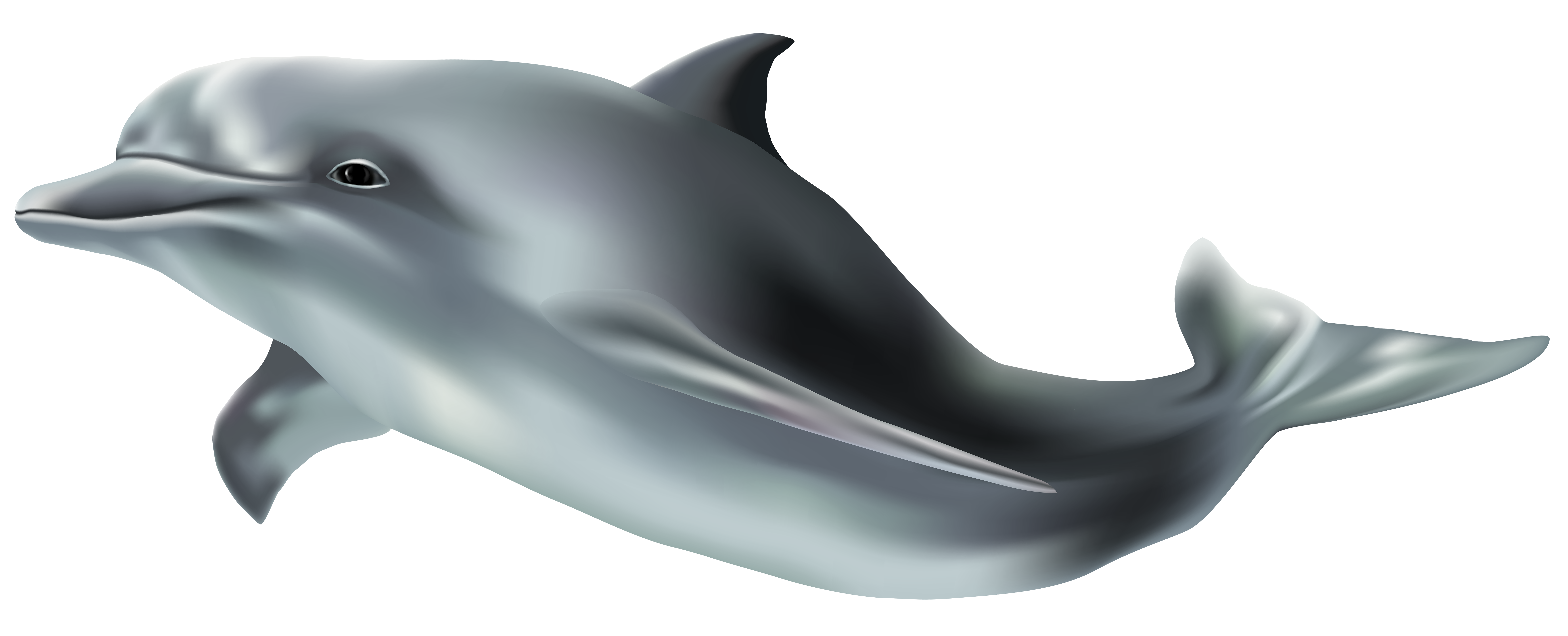 Dolphin Png Clip Art Image Gallery Yopriceville High Quality Images And Transparent Png Free Clipart