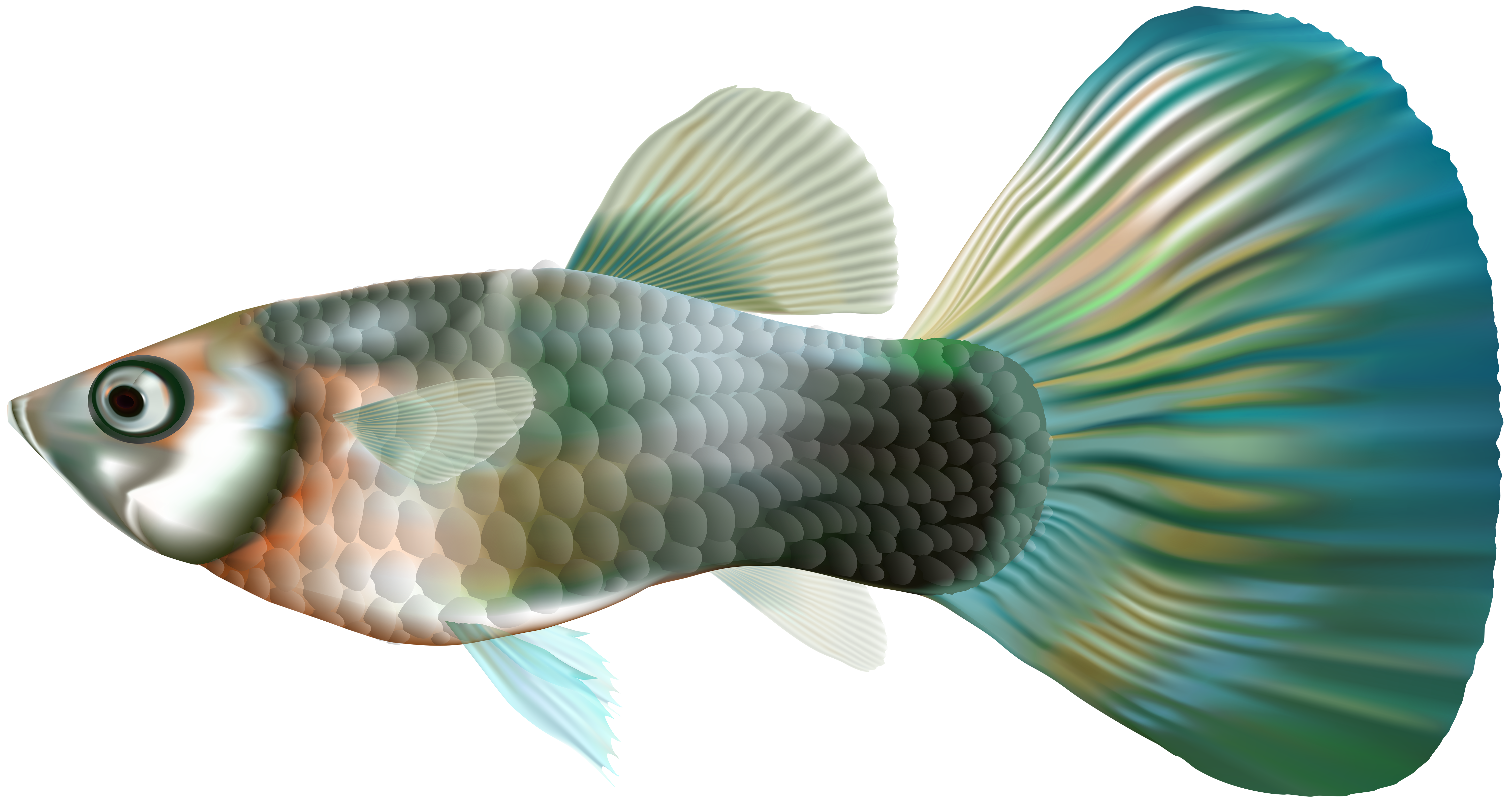 Female Guppy Fish PNG Clip Art​  Gallery Yopriceville - High-Quality Free  Images and Transparent PNG Clipart