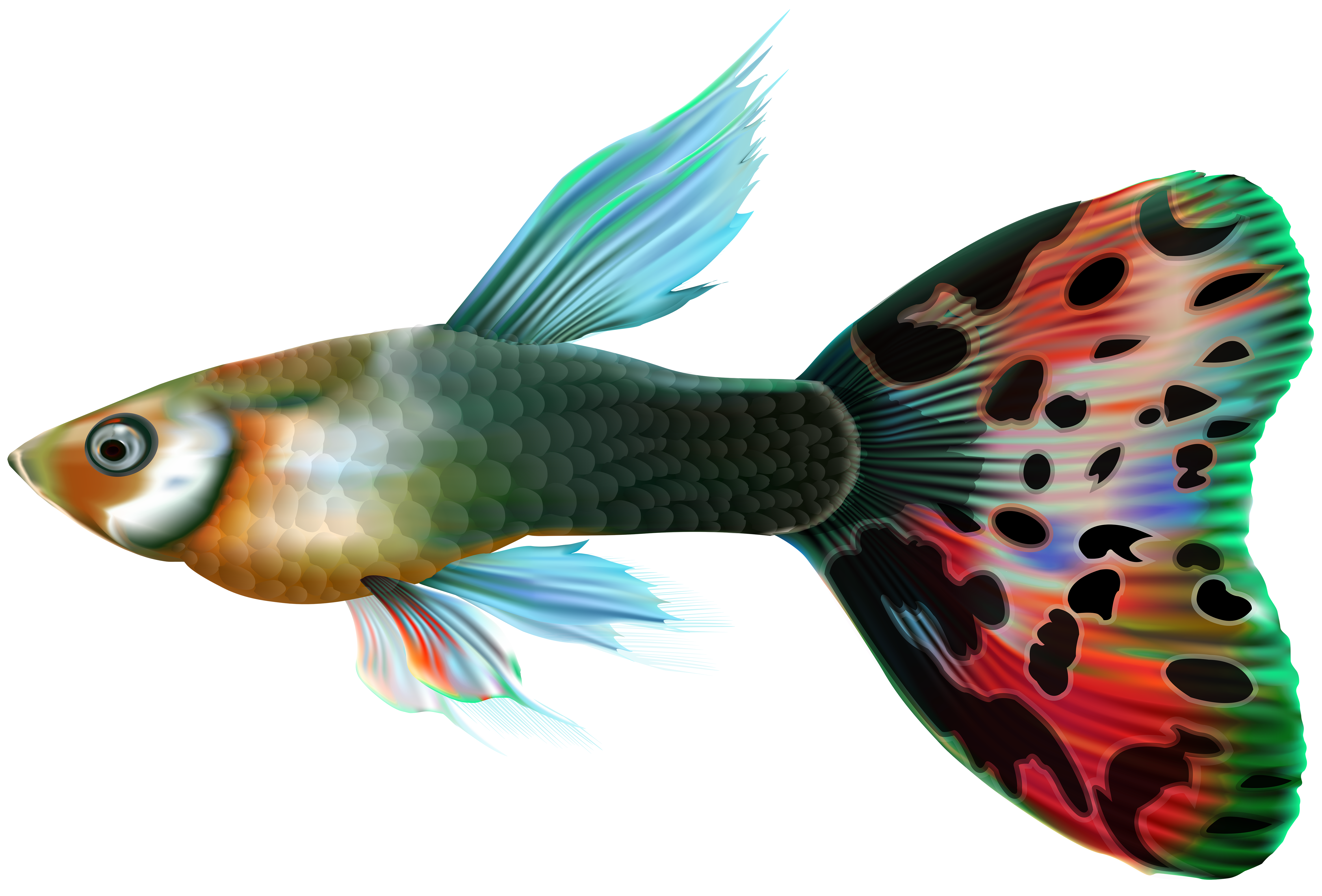 male guppy fish png clip art gallery yopriceville high quality images and transparent png free clipart gallery yopriceville