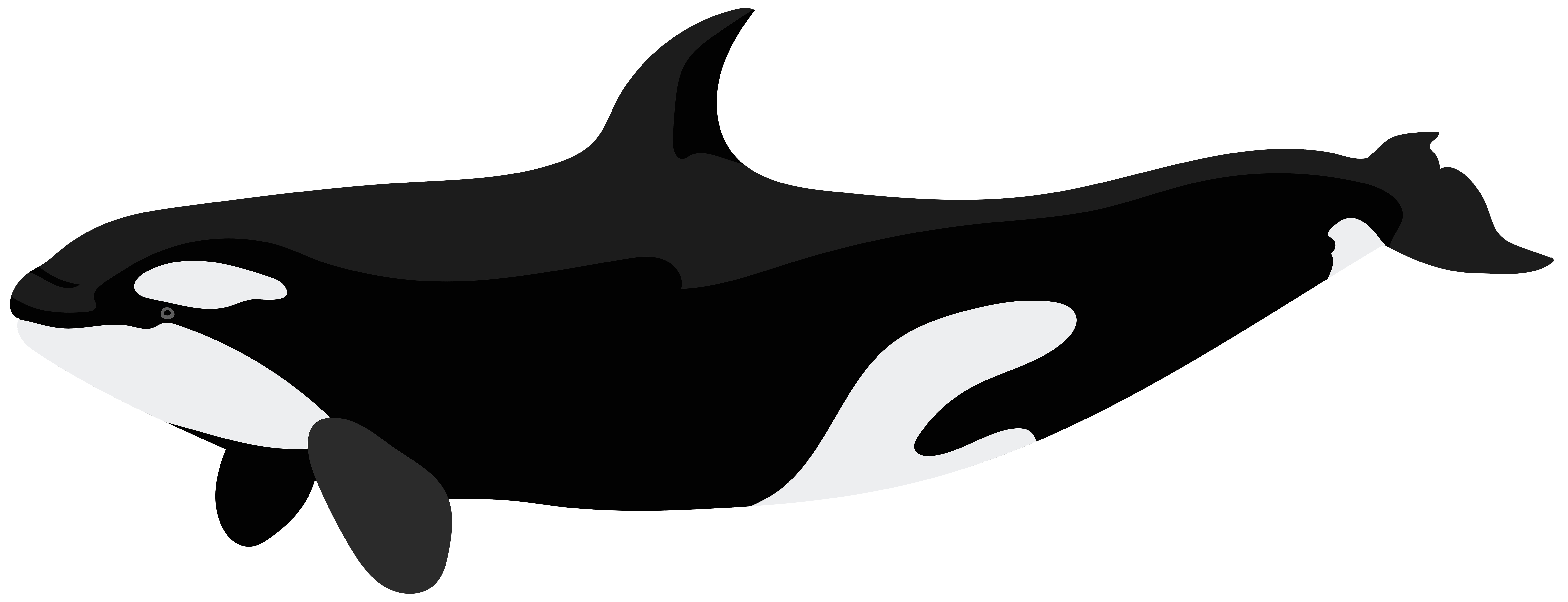 orca png clip art image gallery yopriceville high new christmas albums 2019