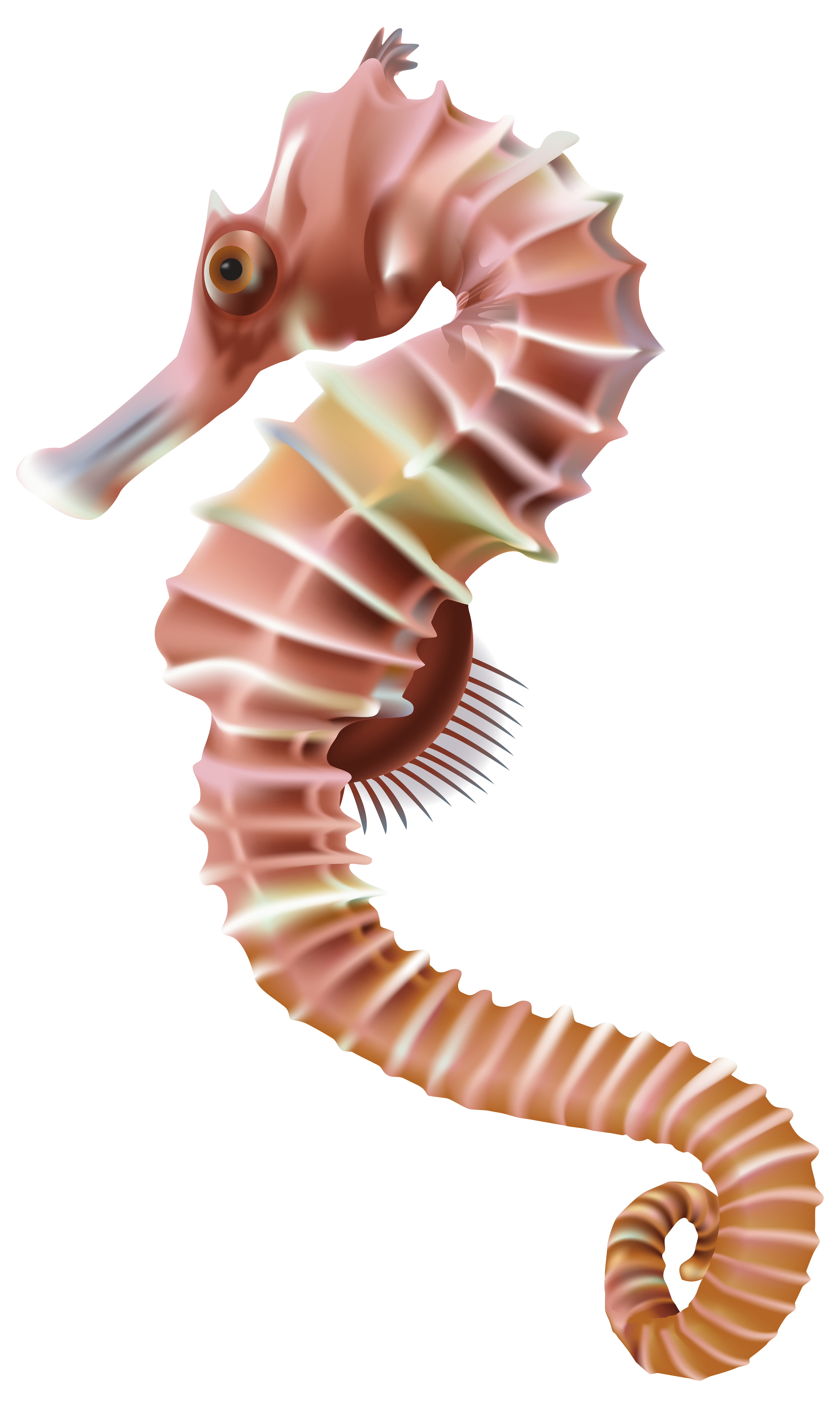 Seahorse PNG Transparent Clip Art Image  Gallery 