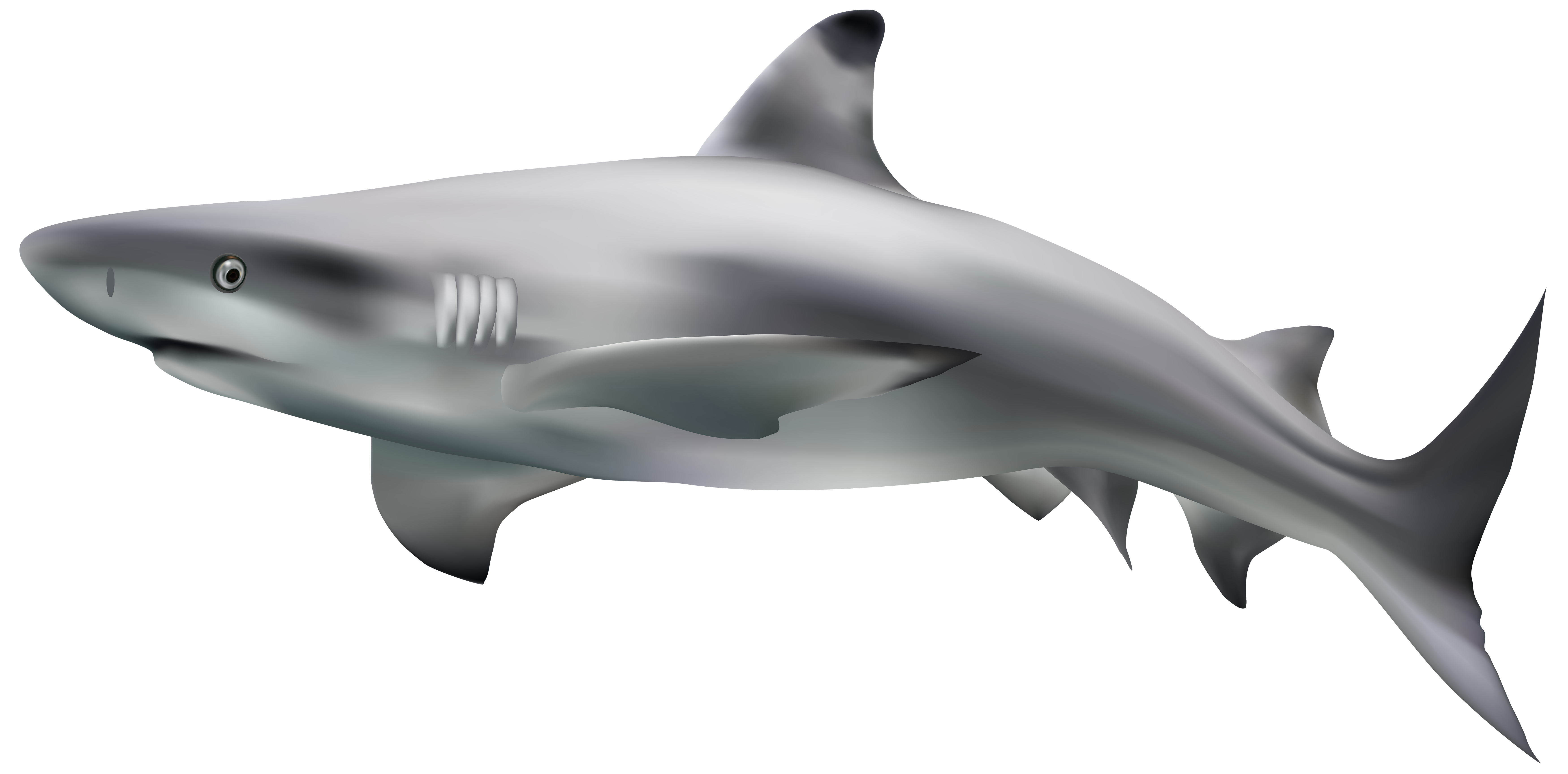 Bull Shark Clip Art