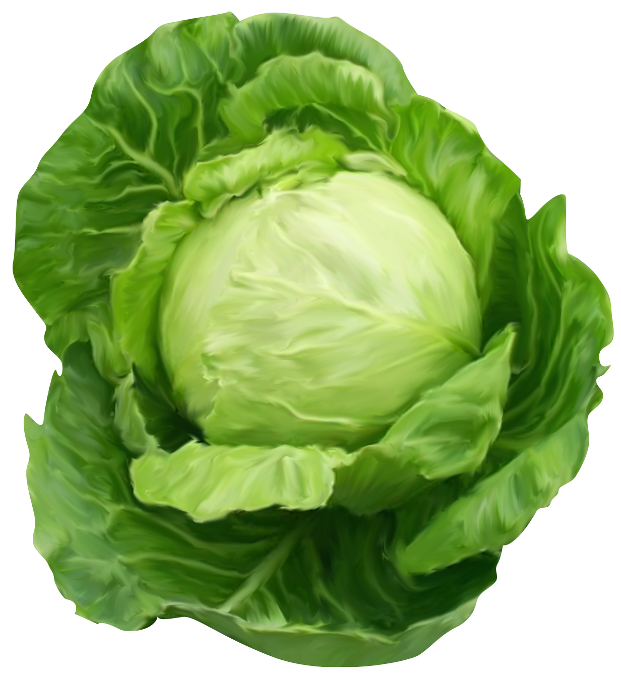 cabbage cartoon png